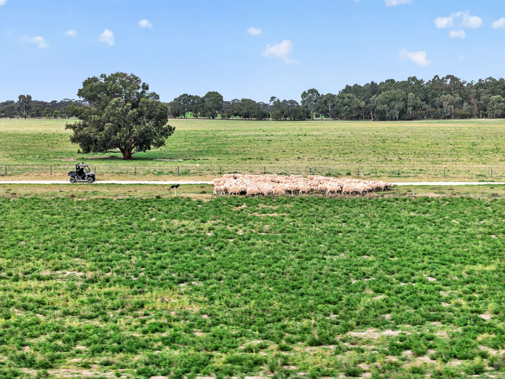 'Cairndale' Dukes Highway, Keith Auction by Farmbuy.com - image 4
