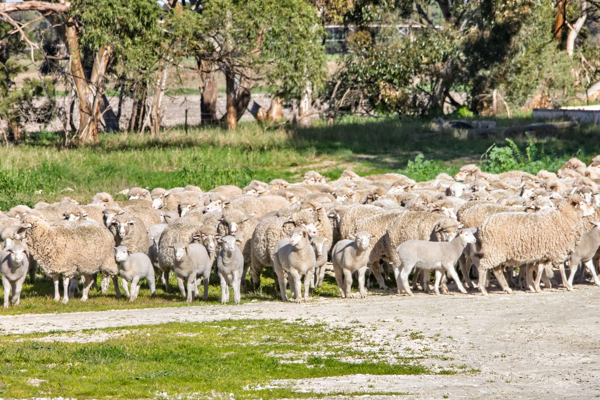 'Cairndale' Dukes Highway, Keith Auction by Farmbuy.com - image 19