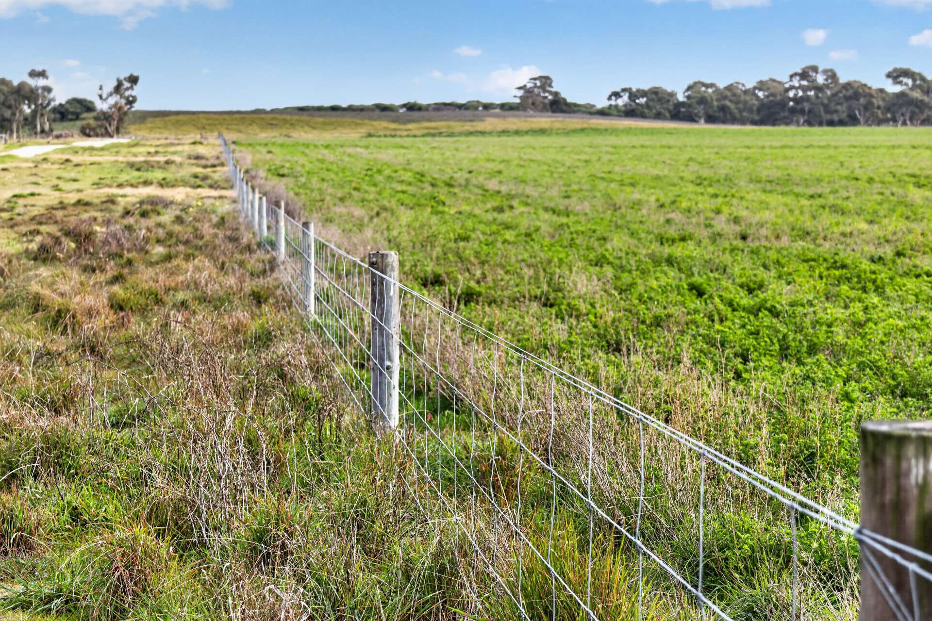 'Cairndale' Dukes Highway, Keith Auction by Farmbuy.com - image 10