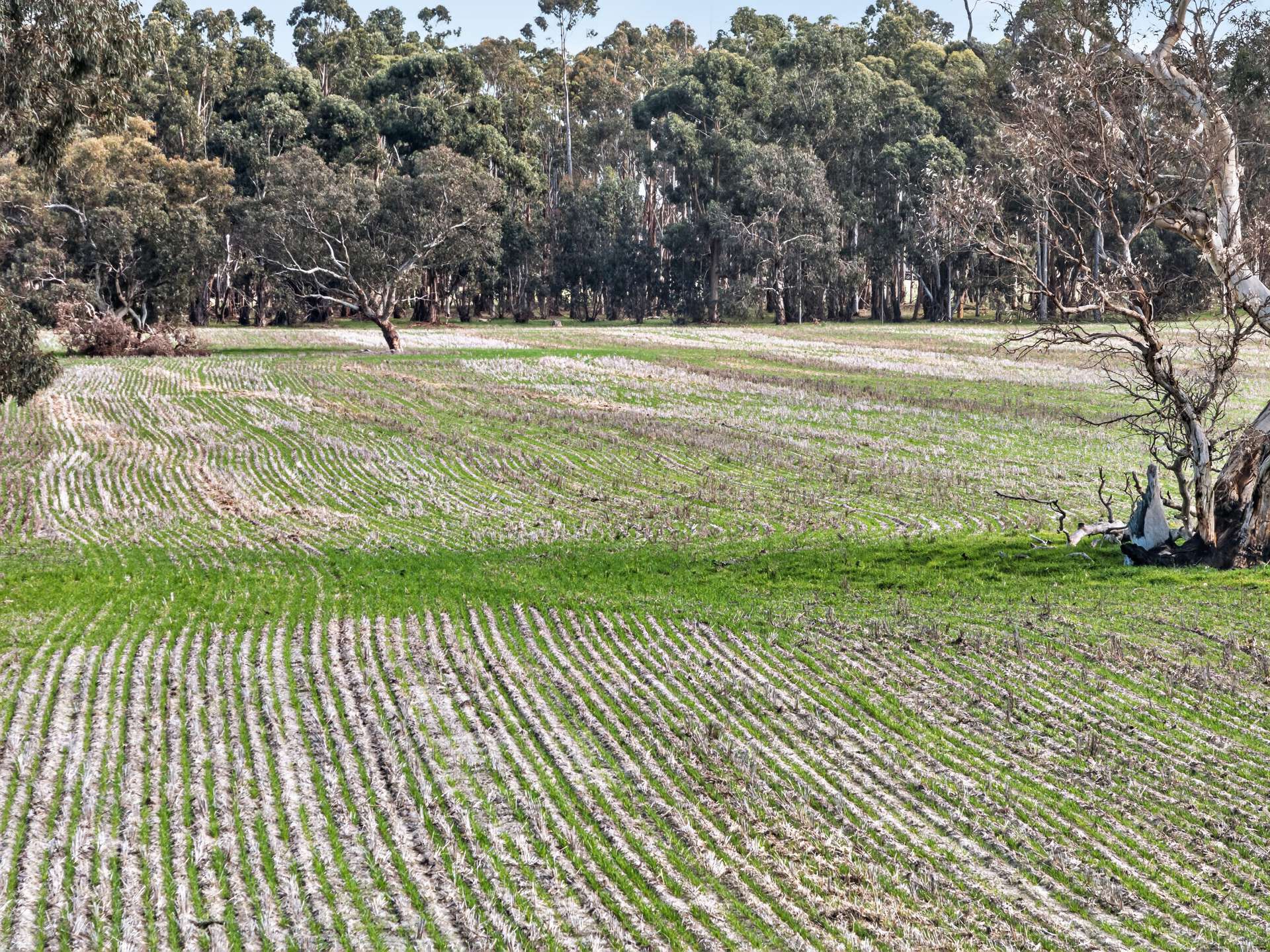 'Cairndale' Dukes Highway, Keith Auction by Farmbuy.com - image 15