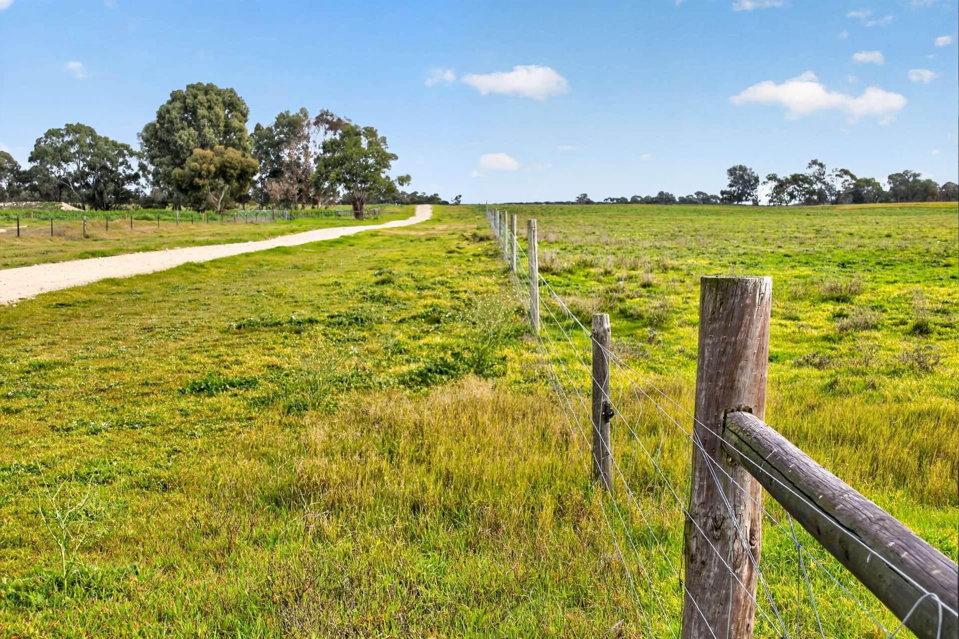'Cairndale' Dukes Highway, Keith Auction by Farmbuy.com - image 13