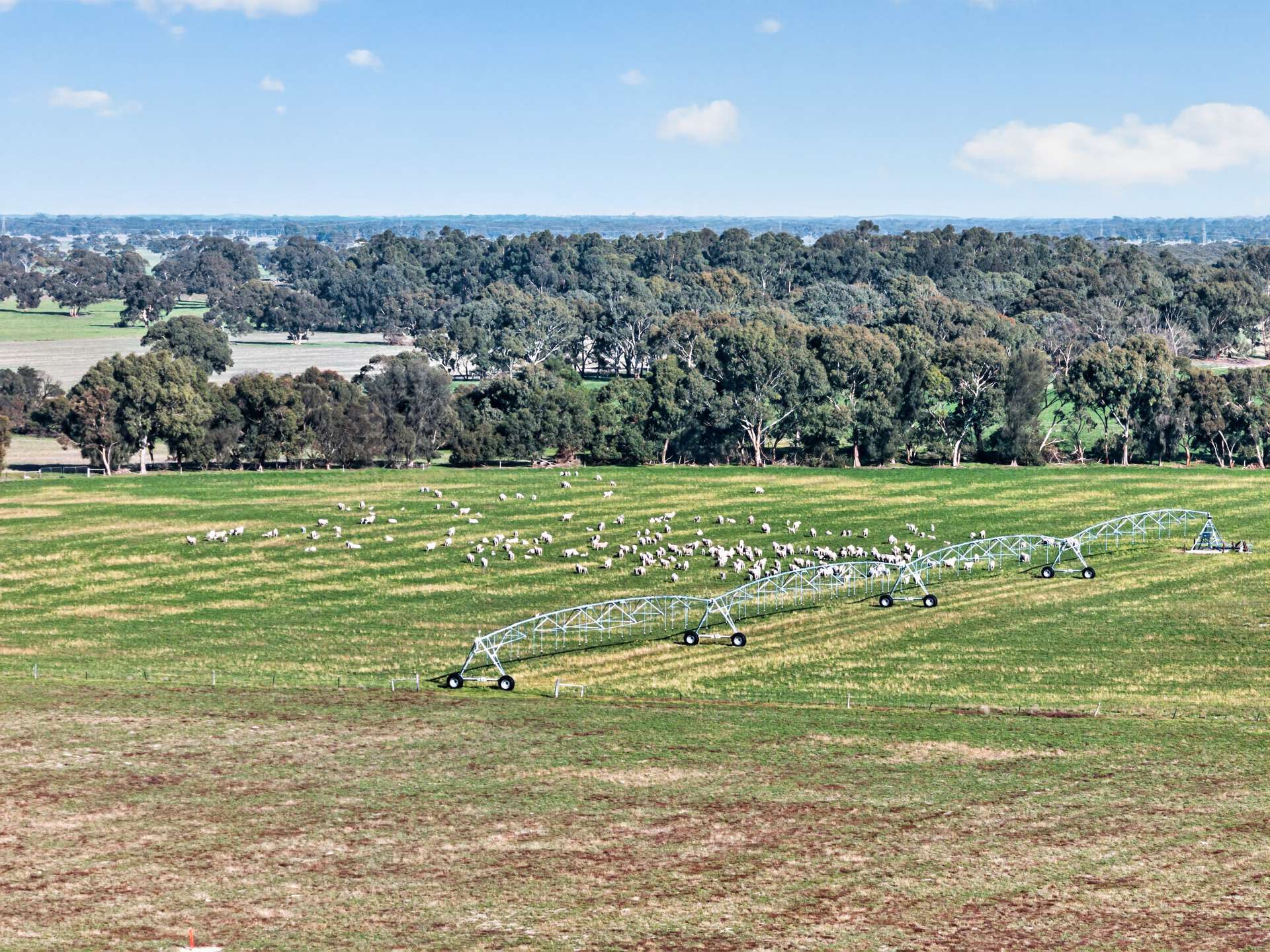 'Cairndale' Dukes Highway, Keith Auction by Farmbuy.com - image 16
