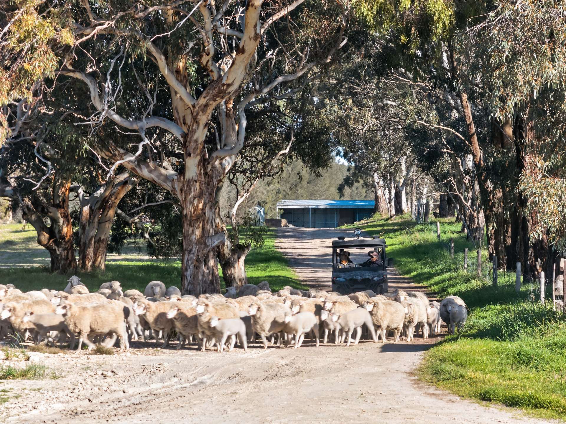'Cairndale' Dukes Highway, Keith Auction by Farmbuy.com - image 22