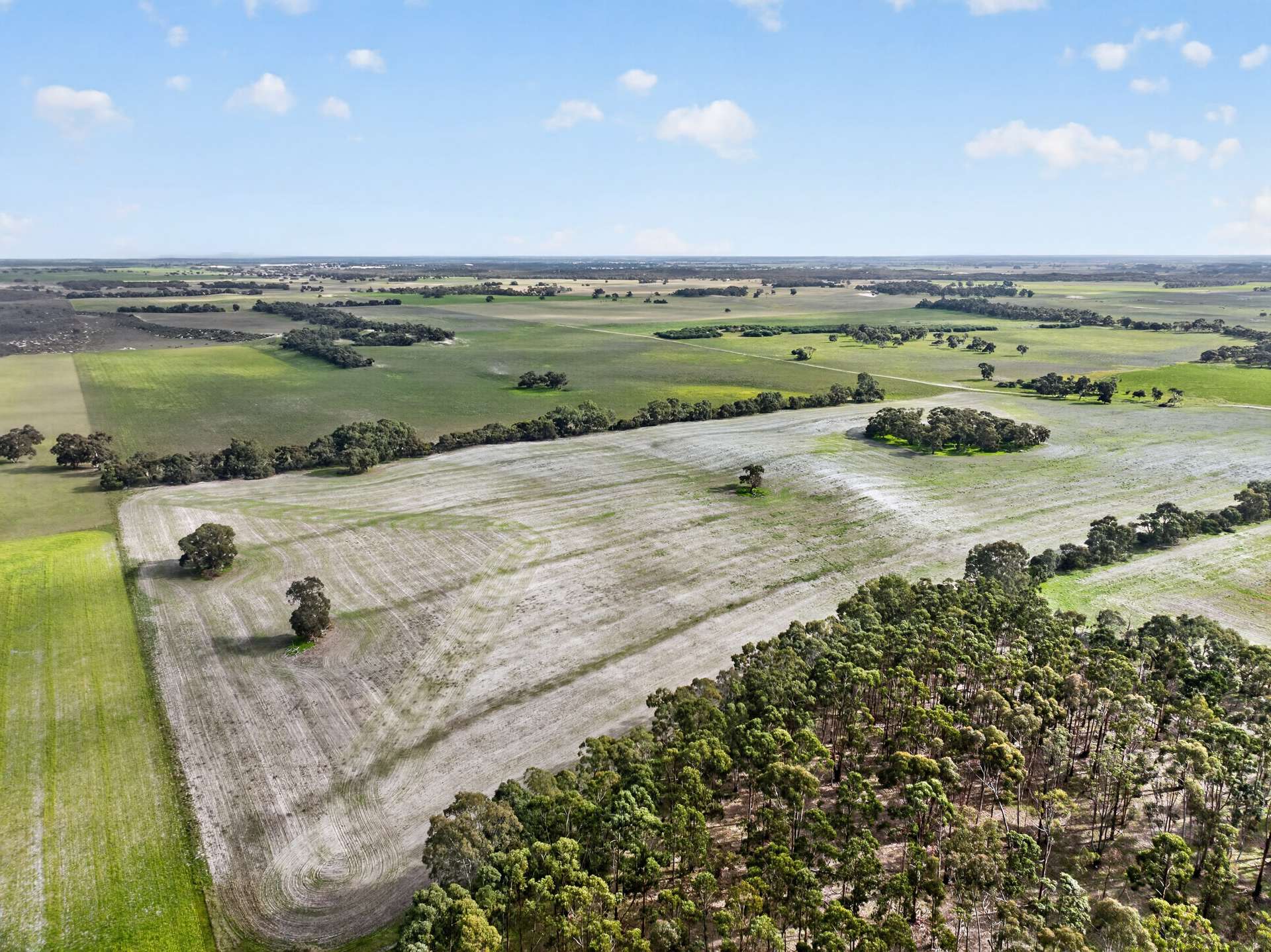 'Cairndale' Dukes Highway, Keith Auction by Farmbuy.com - image 24