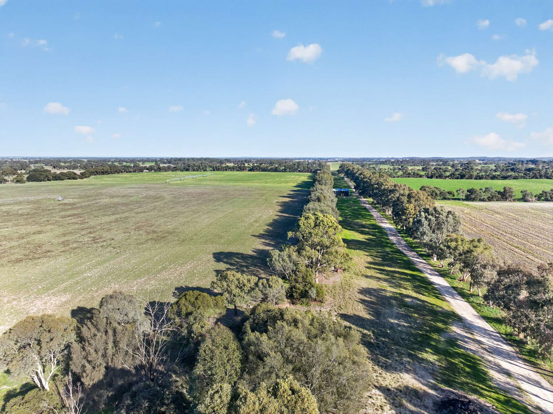 'Cairndale' Dukes Highway, Keith Auction by Farmbuy.com - image 14
