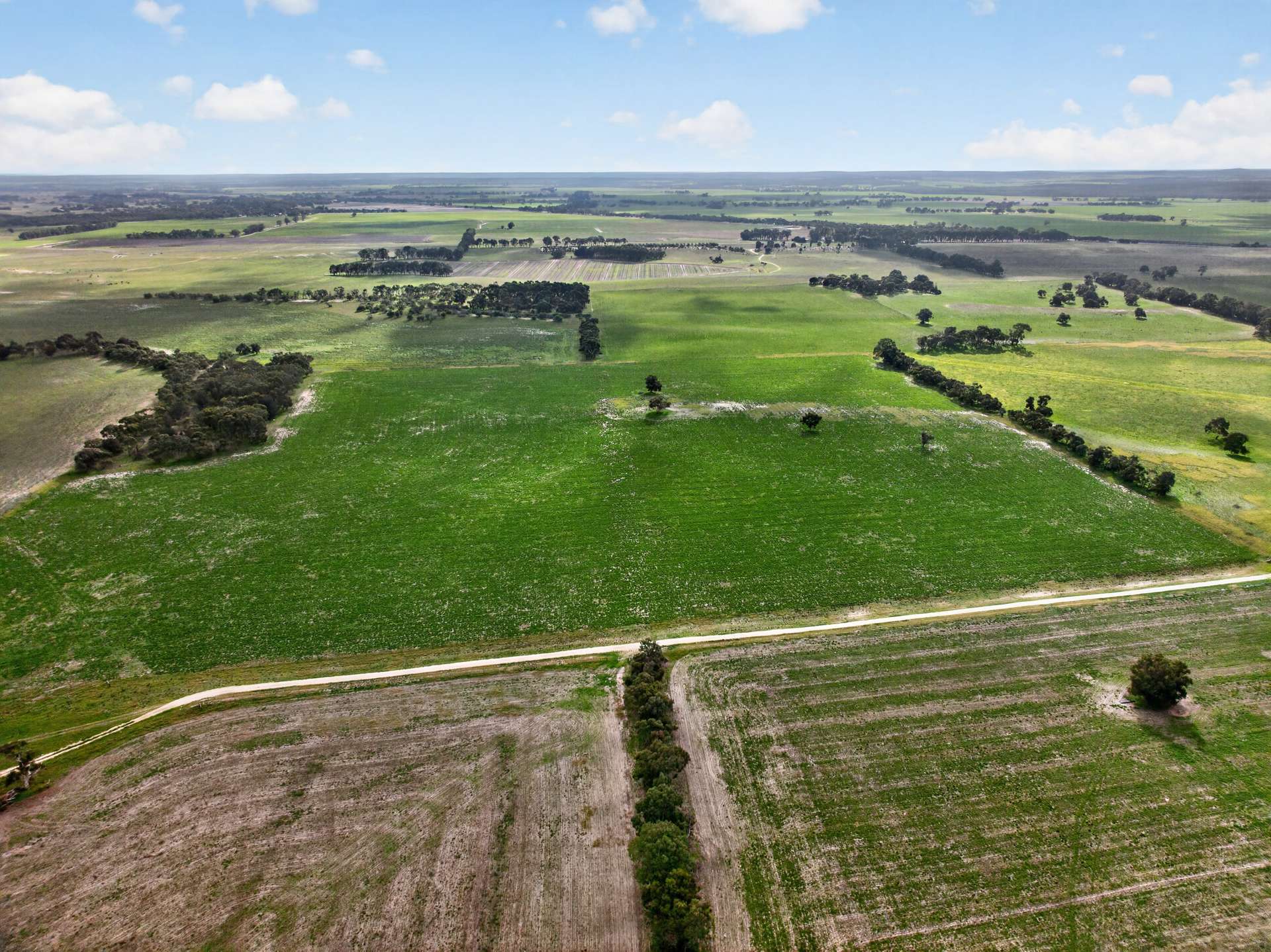 'Cairndale' Dukes Highway, Keith Auction by Farmbuy.com - image 5