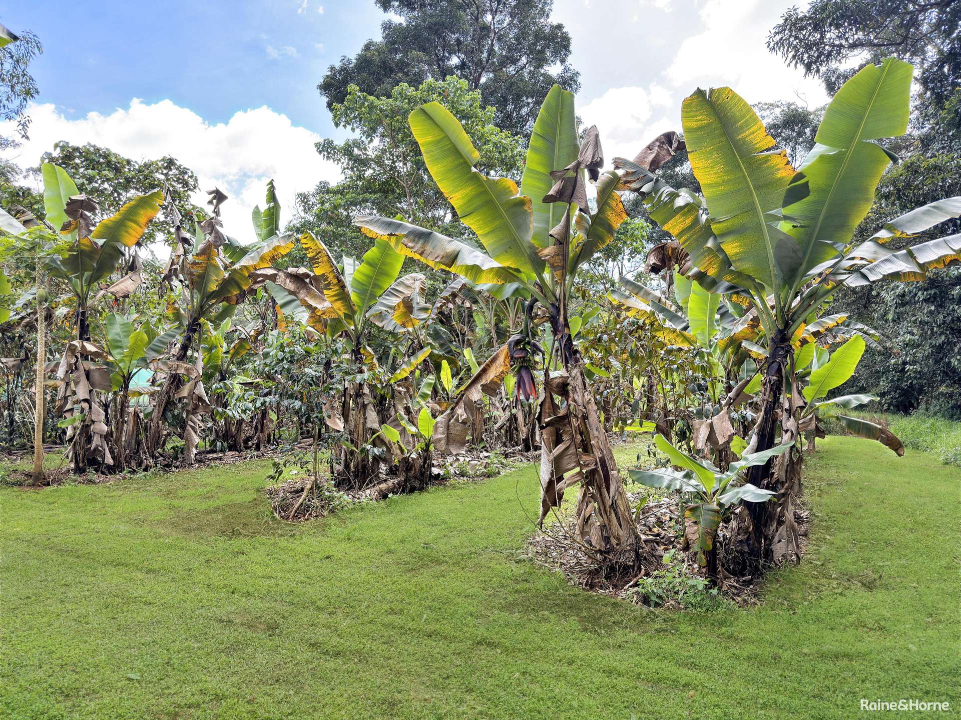 524 Theresa Creek Road, Millaa Millaa For Sale by Farmbuy.com - image 17
