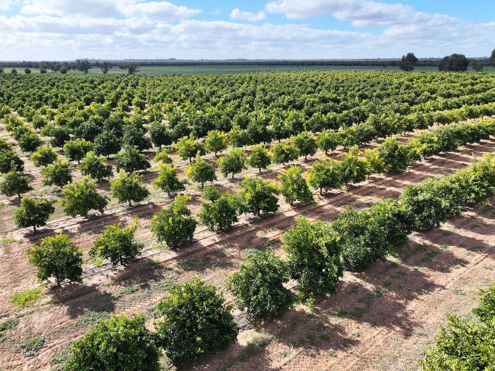 540 Stewart Road, Red Cliffs For Sale by Farmbuy.com - image 21