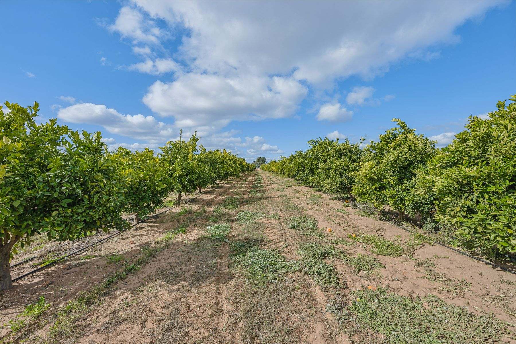 540 Stewart Road, Red Cliffs For Sale by Farmbuy.com - image 16