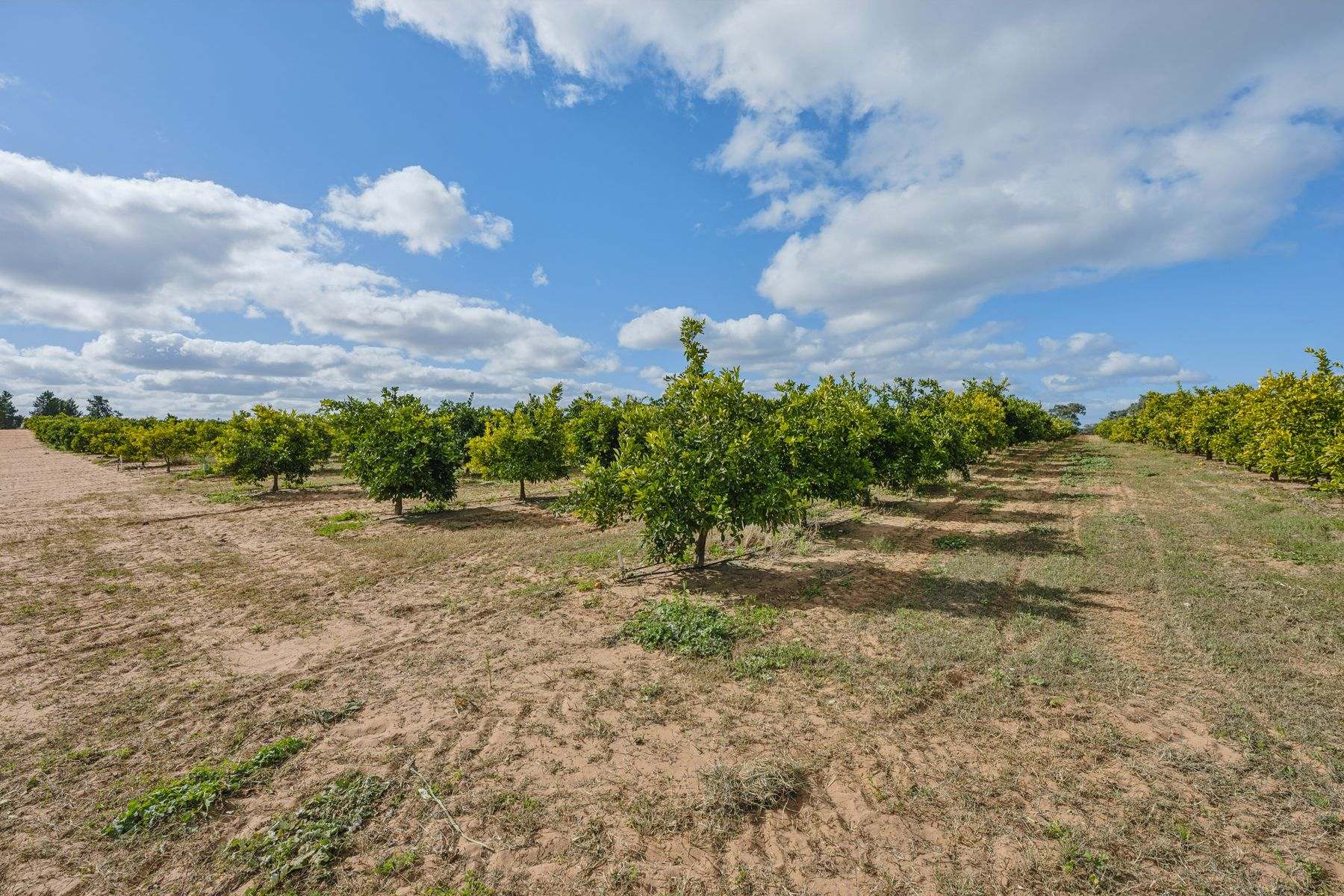 540 Stewart Road, Red Cliffs For Sale by Farmbuy.com - image 3
