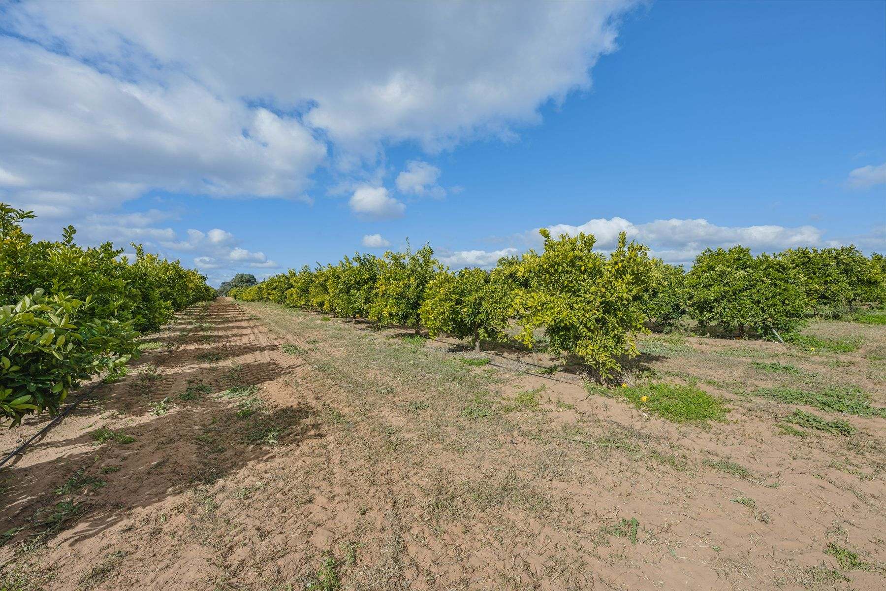 540 Stewart Road, Red Cliffs For Sale by Farmbuy.com - image 15