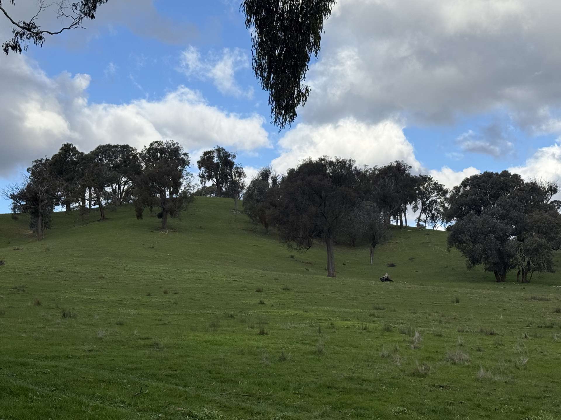 736 UT Creek Road, Alexandra For Sale by Farmbuy.com - image 8