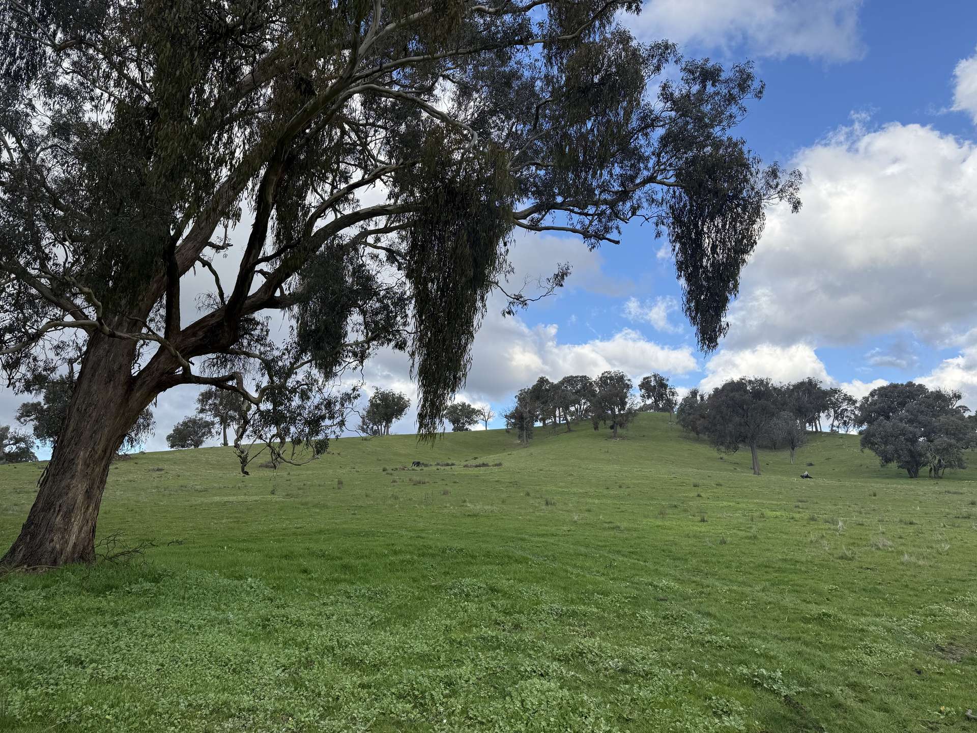 736 UT Creek Road, Alexandra For Sale by Farmbuy.com - image 2