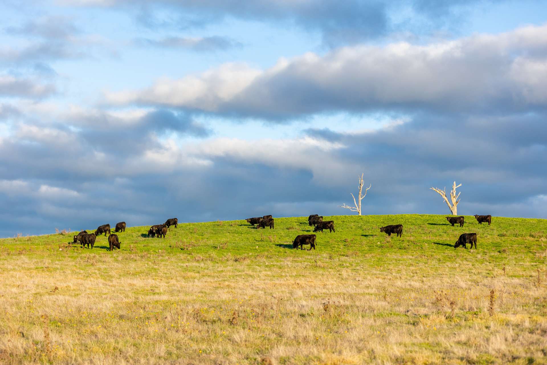 380 Graces Flat Road, Bowning Auction by Farmbuy.com - image 9
