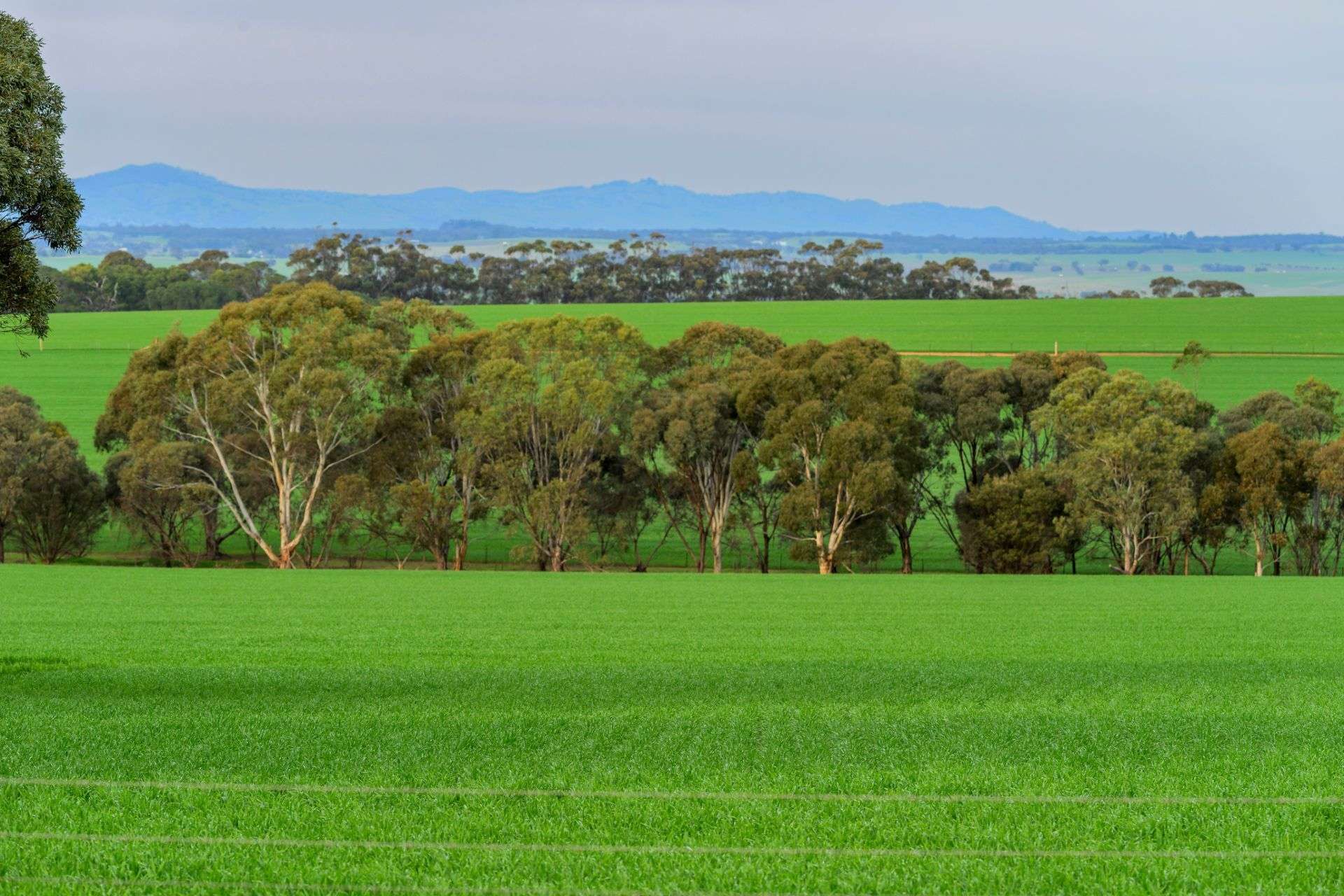 "Illawarra & Koonunga Hill Aggregation", Bagot Well For Sale by Farmbuy.com - image 20