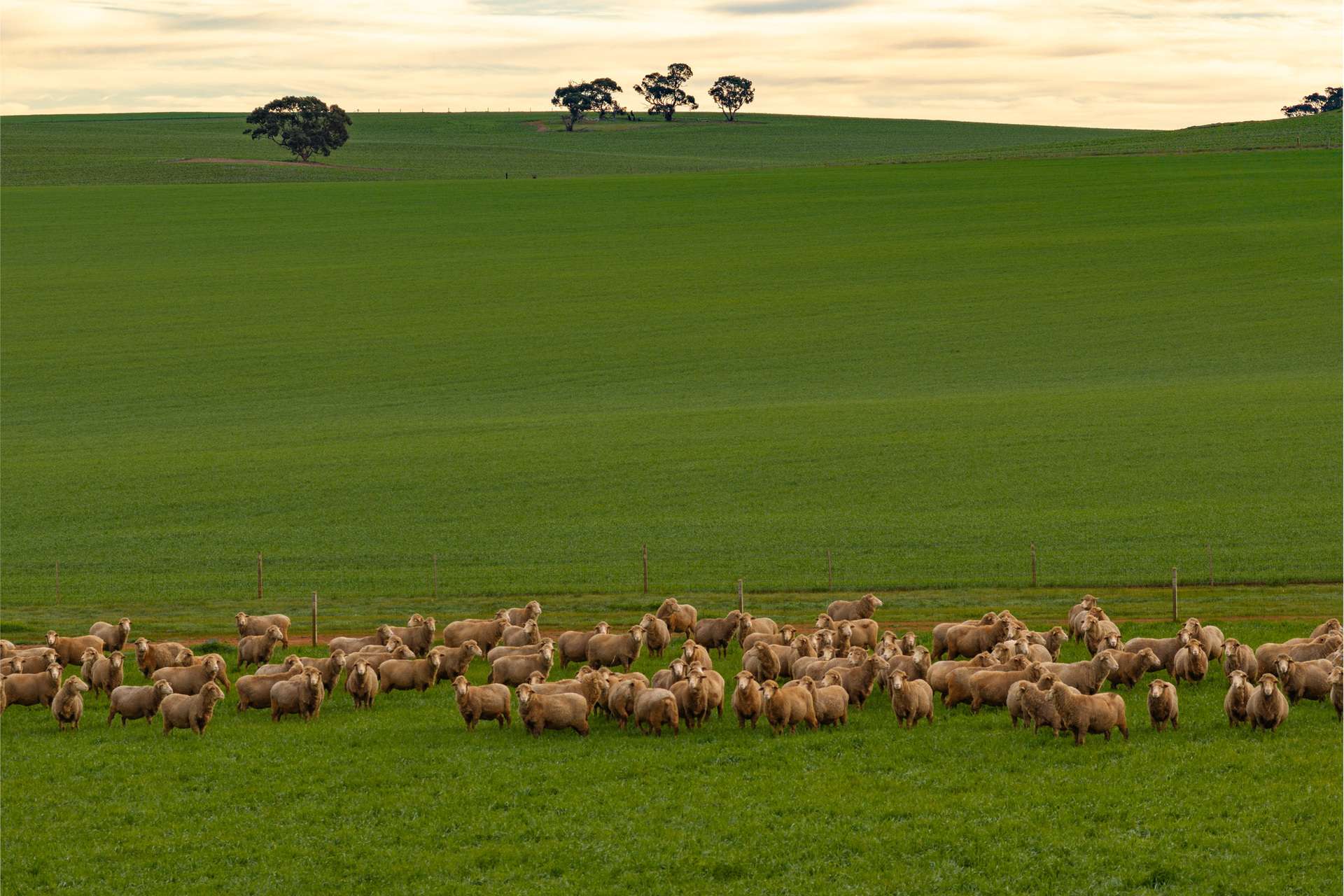 "Illawarra & Koonunga Hill Aggregation", Bagot Well For Sale by Farmbuy.com - image 3