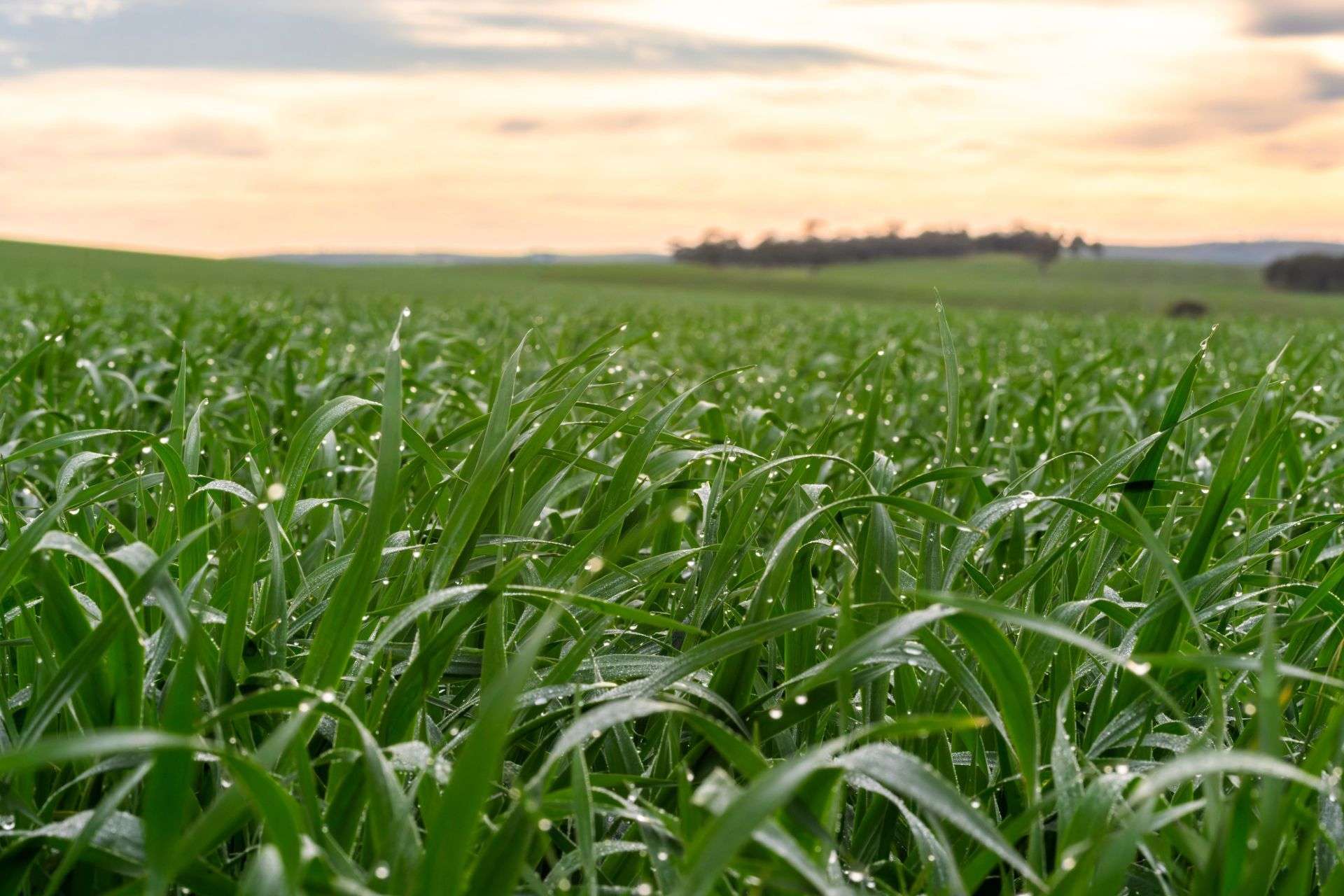 "Illawarra & Koonunga Hill Aggregation", Bagot Well For Sale by Farmbuy.com - image 23