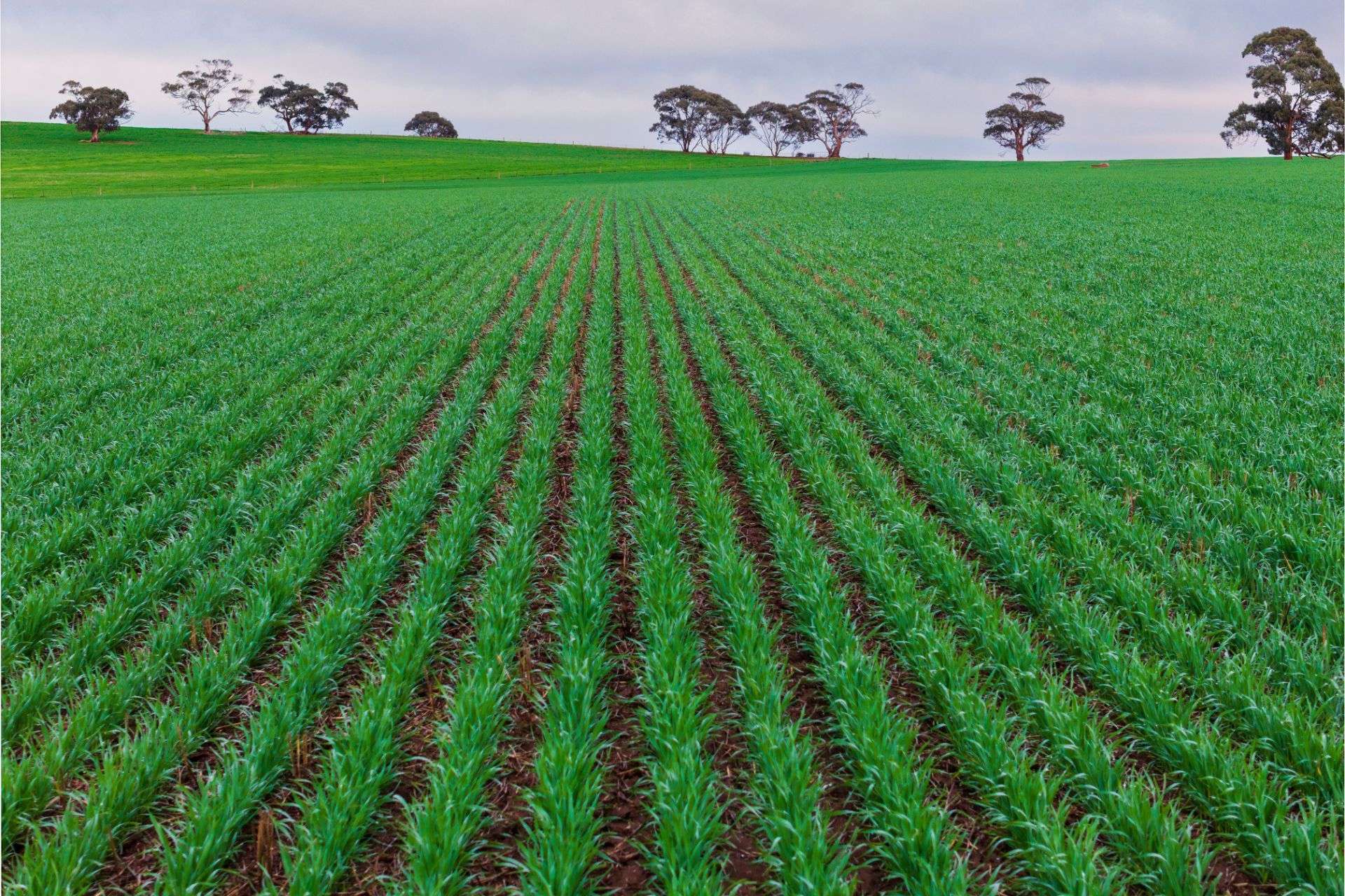"Illawarra & Koonunga Hill Aggregation", Bagot Well For Sale by Farmbuy.com - image 22