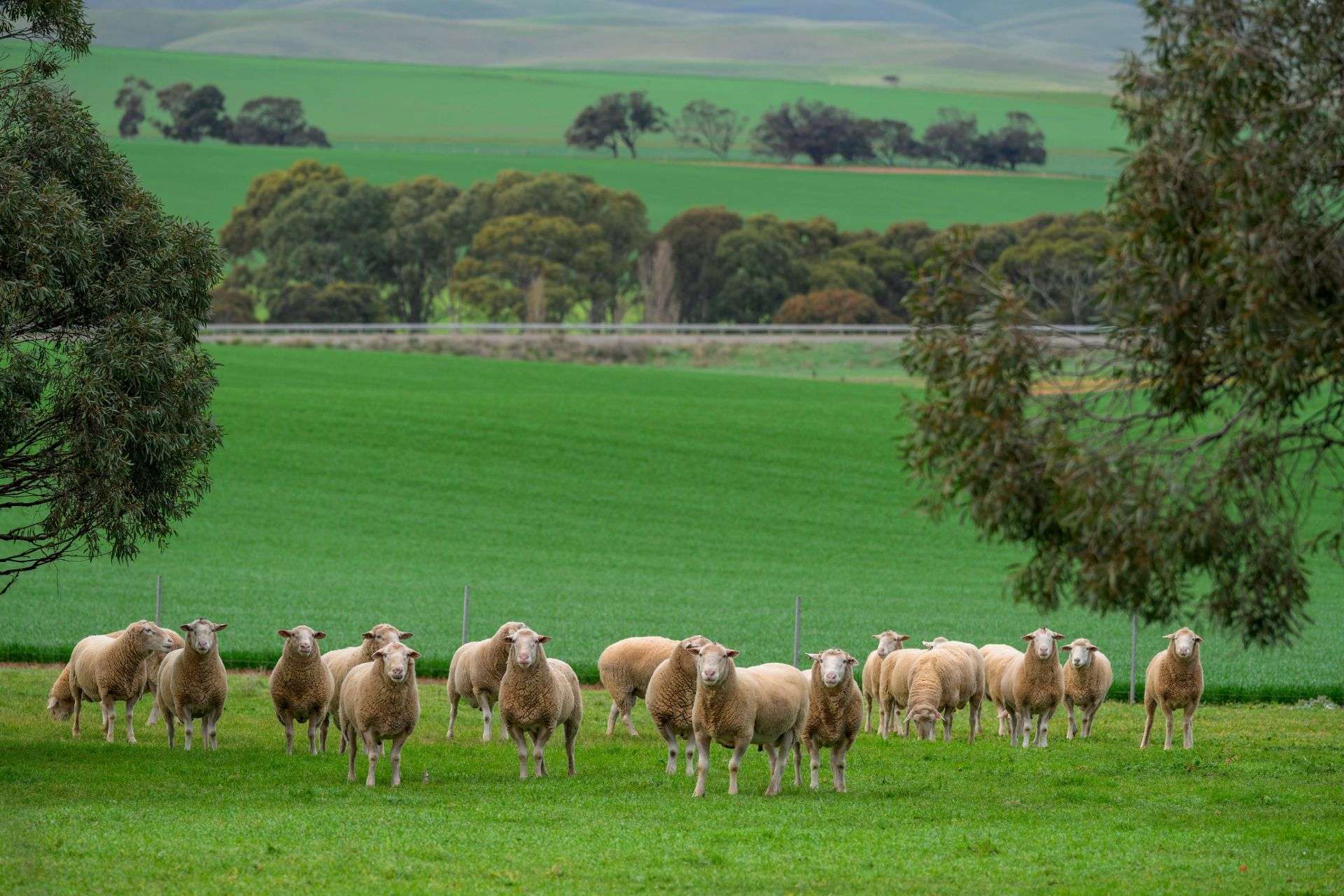 "Illawarra & Koonunga Hill Aggregation", Bagot Well For Sale by Farmbuy.com - image 4