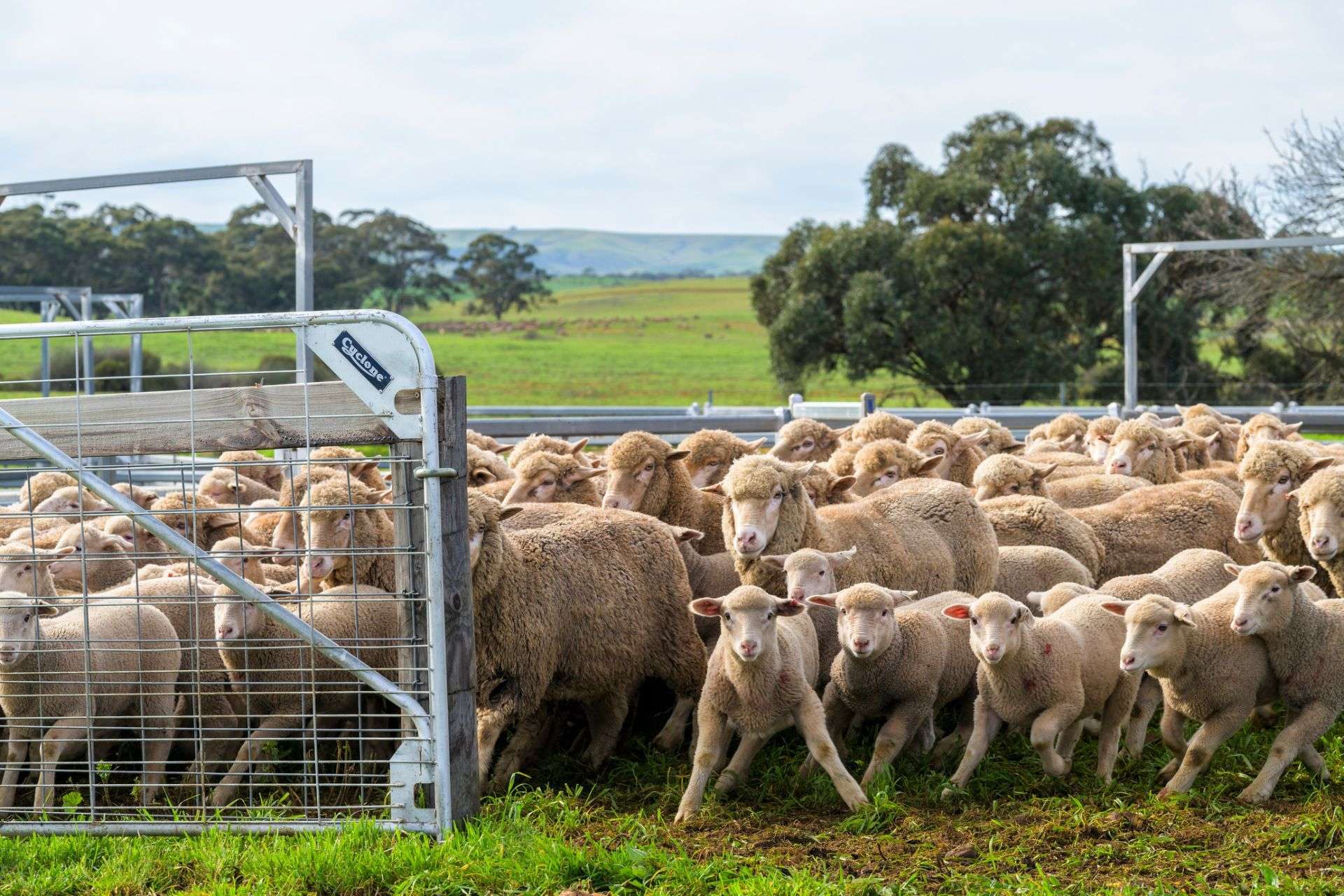"Illawarra & Koonunga Hill Aggregation", Bagot Well For Sale by Farmbuy.com - image 7