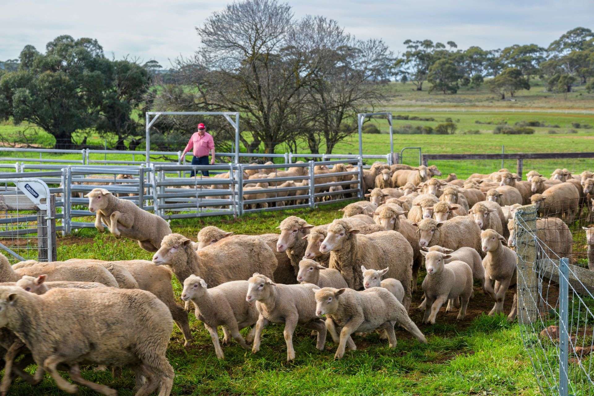 "Illawarra & Koonunga Hill Aggregation", Bagot Well For Sale by Farmbuy.com - image 5