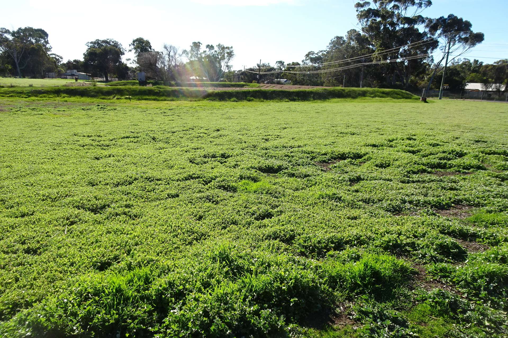 Lot 677 Havelock Street, Narrogin For Sale by Farmbuy.com - image 19