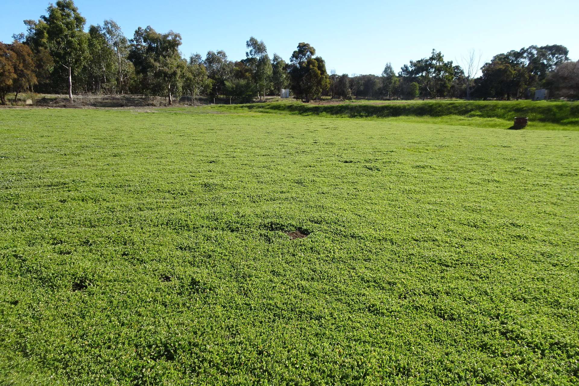 Lot 677 Havelock Street, Narrogin For Sale by Farmbuy.com - image 6