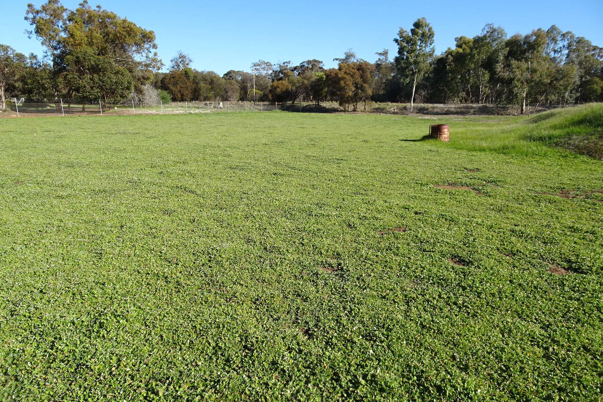 Lot 677 Havelock Street, Narrogin For Sale by Farmbuy.com - image 17