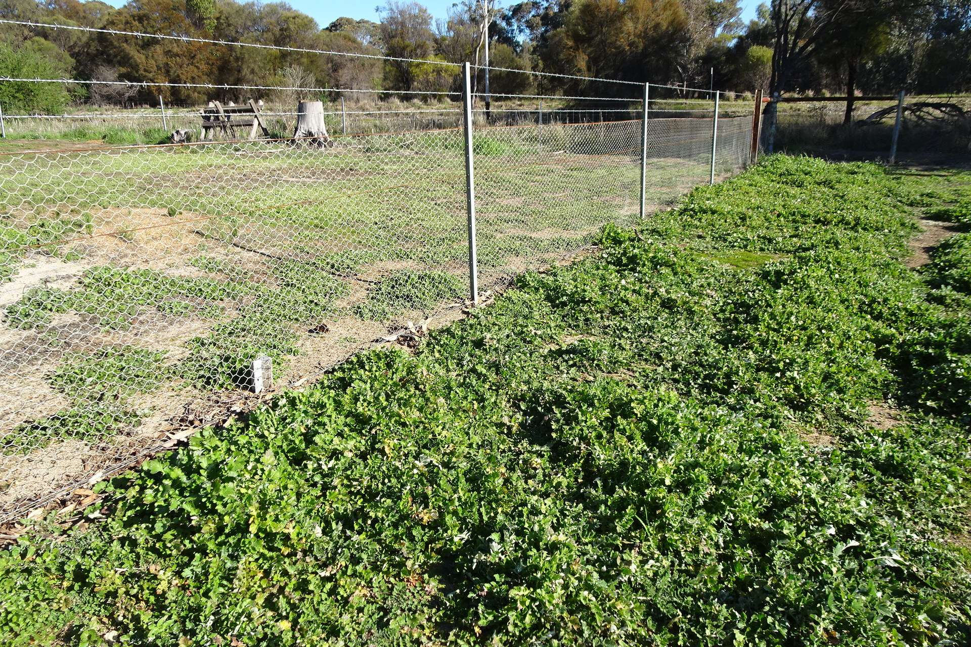 Lot 677 Havelock Street, Narrogin For Sale by Farmbuy.com - image 21