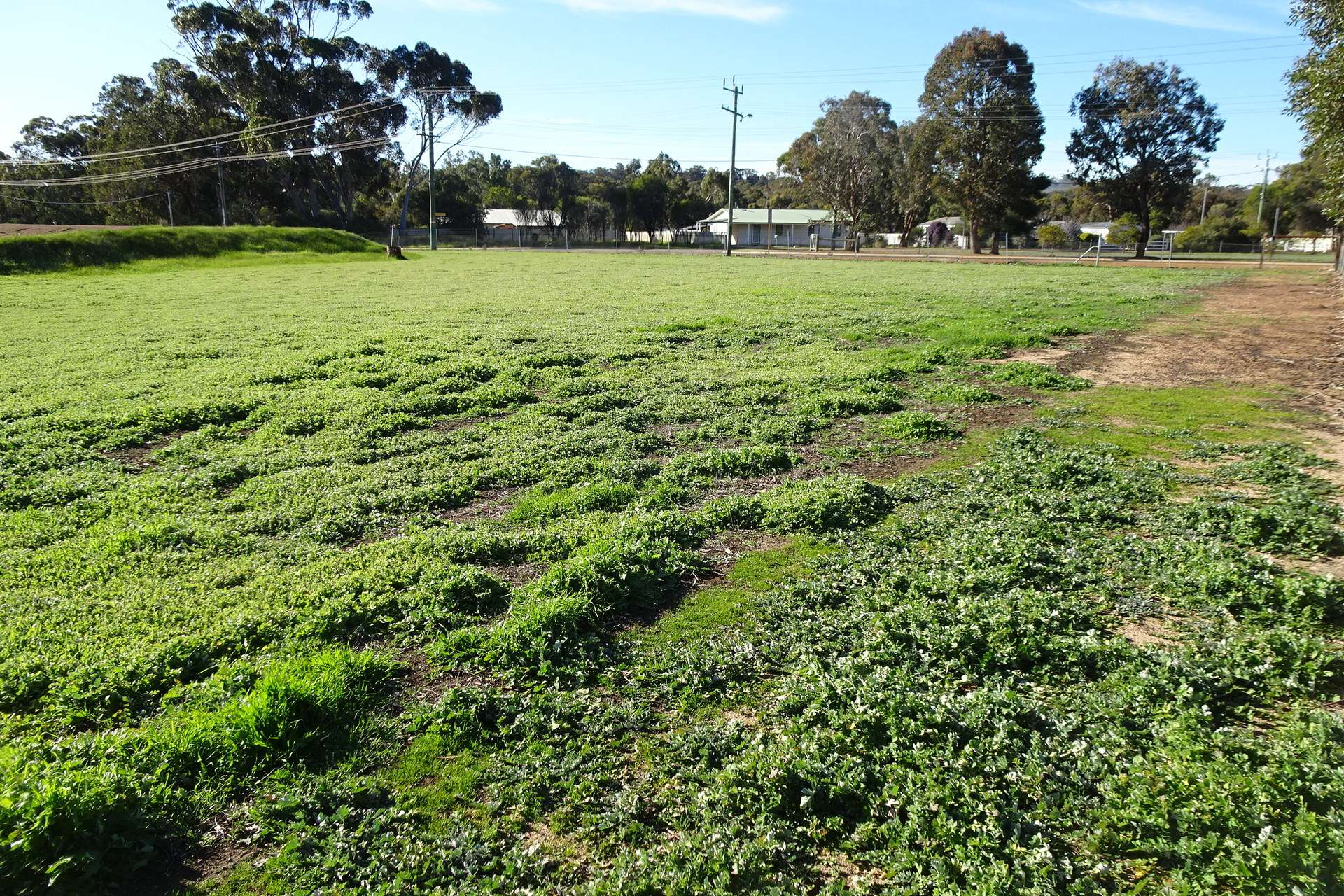 Lot 677 Havelock Street, Narrogin For Sale by Farmbuy.com - image 18