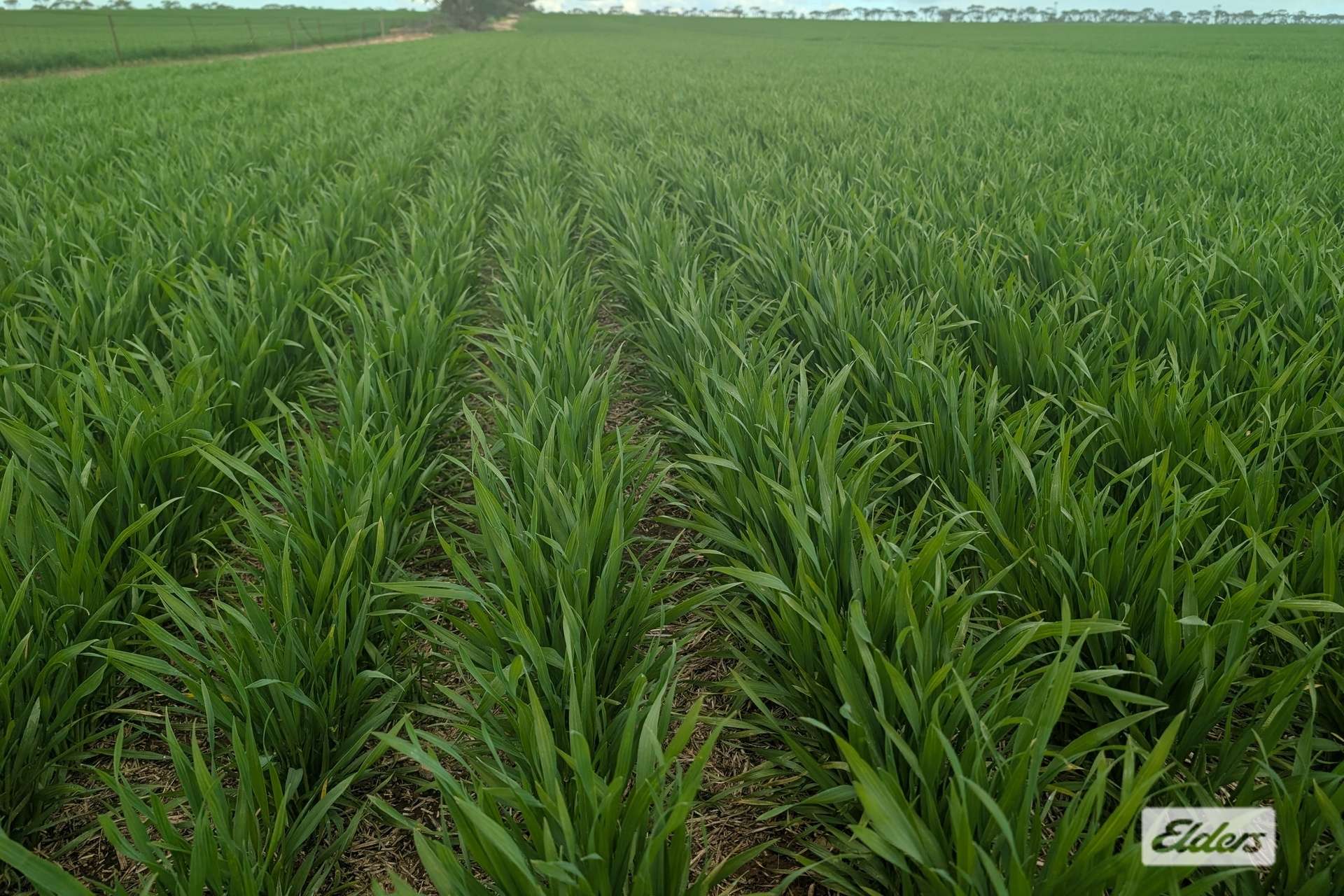 Proposed L Kitto Road, Arthurton For Sale by Farmbuy.com - image 4