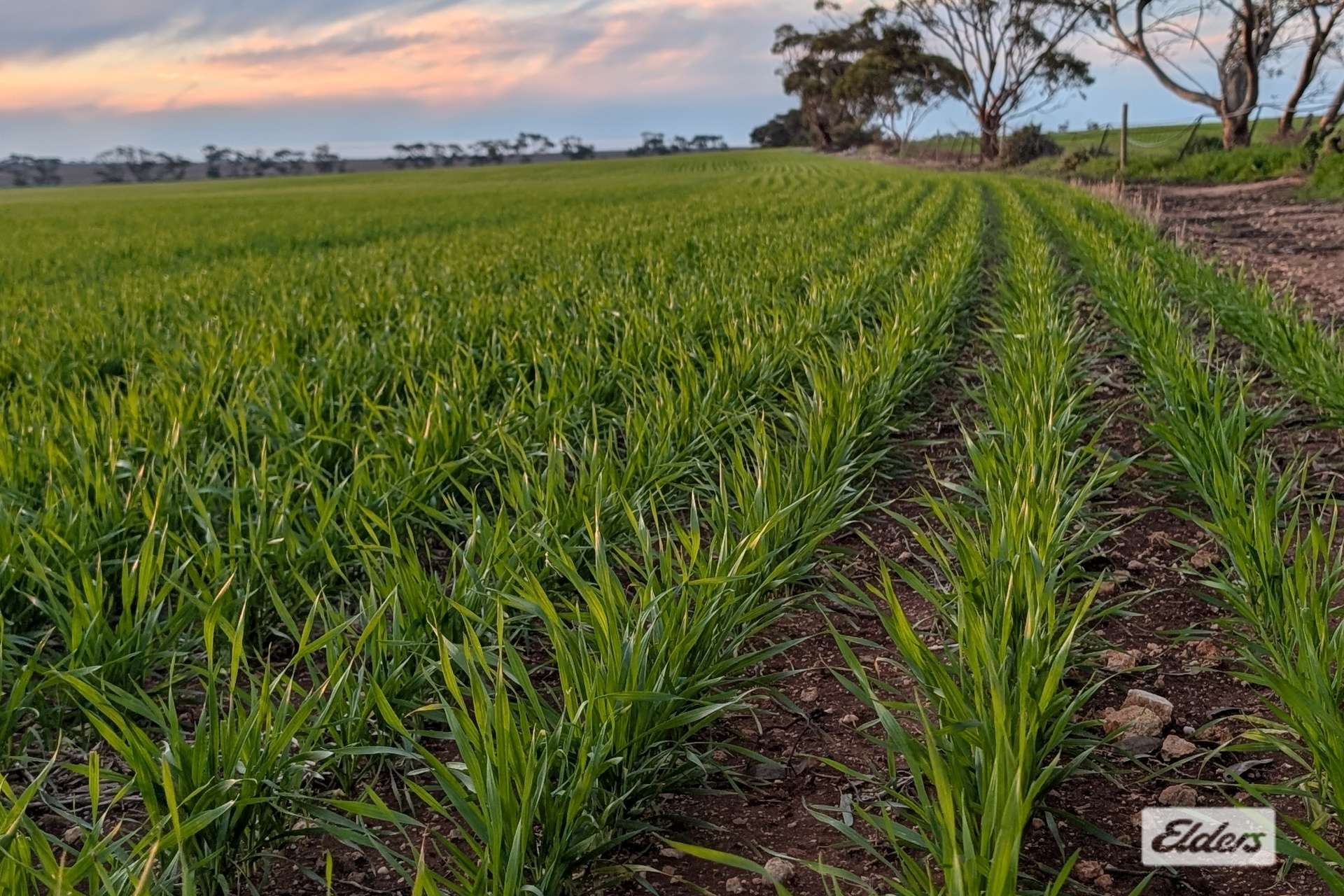 Proposed L Kitto Road, Arthurton For Sale by Farmbuy.com - image 8