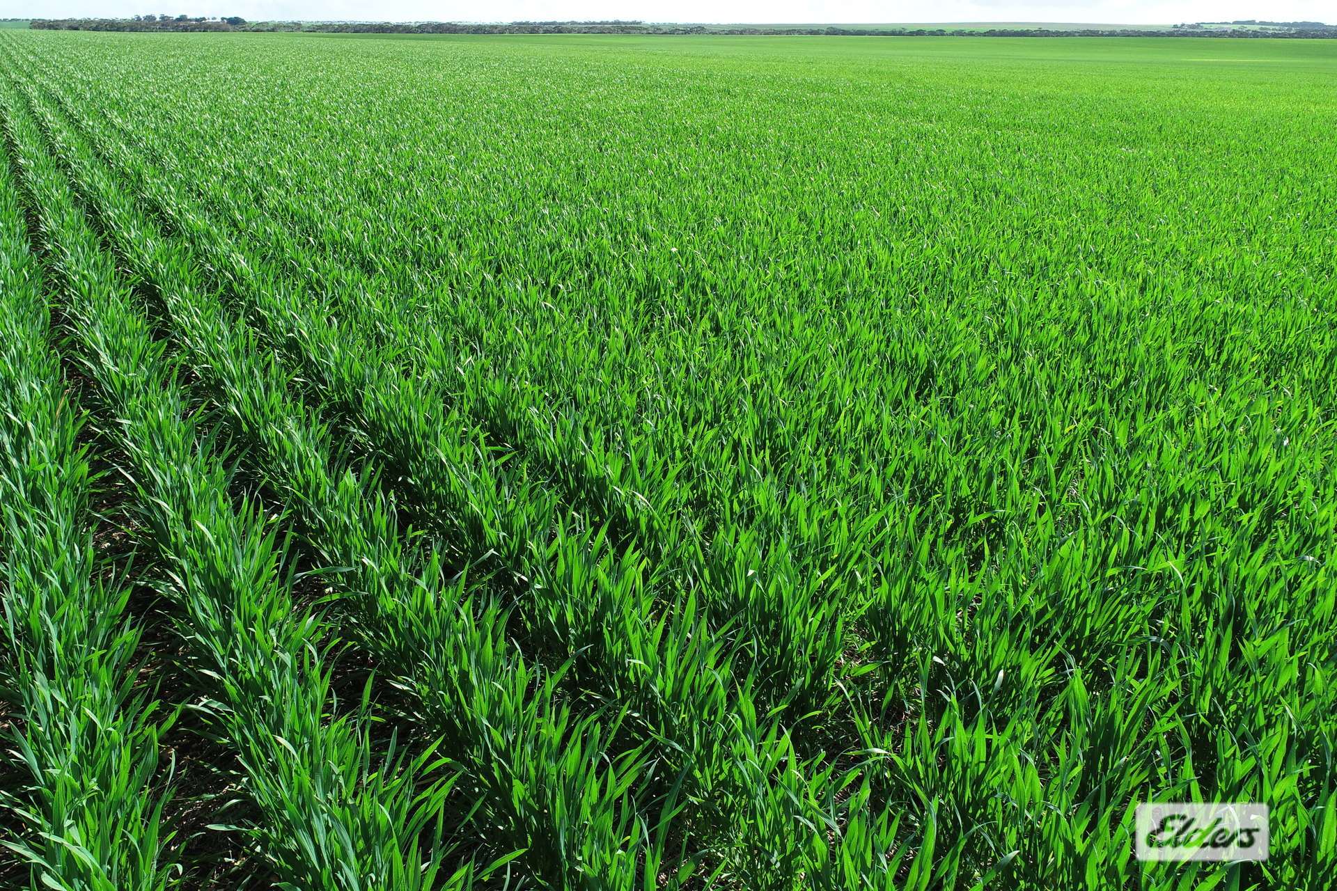 Proposed L Kitto Road, Arthurton For Sale by Farmbuy.com - image 11