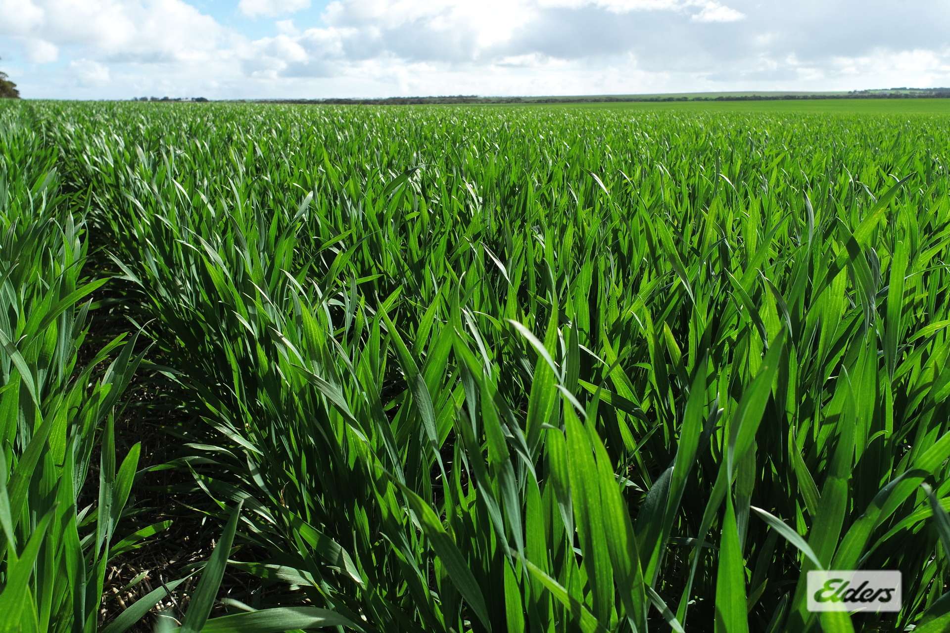 Proposed L Kitto Road, Arthurton For Sale by Farmbuy.com - image 12