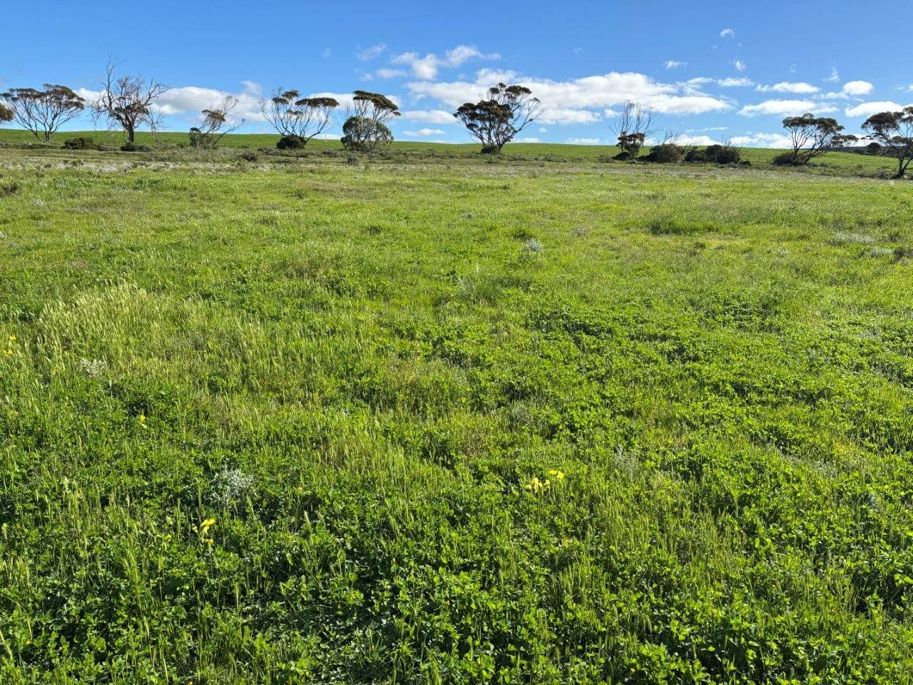 Lot 97 Wildman Road, Cowell For Sale by Farmbuy.com - image 4
