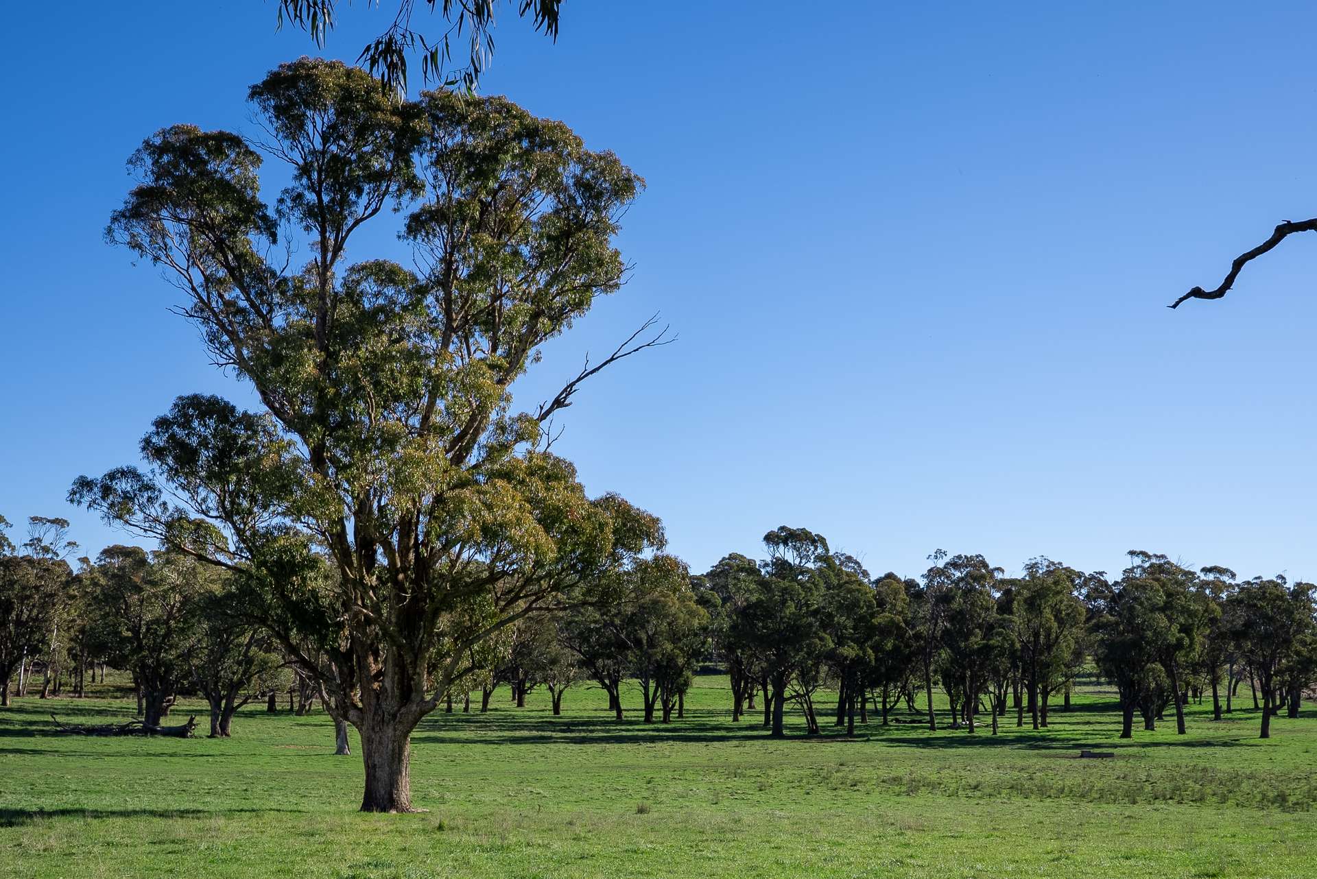 'Blairgowrie' 90 Sunset Hills Road, Neville Auction by Farmbuy.com - image 24