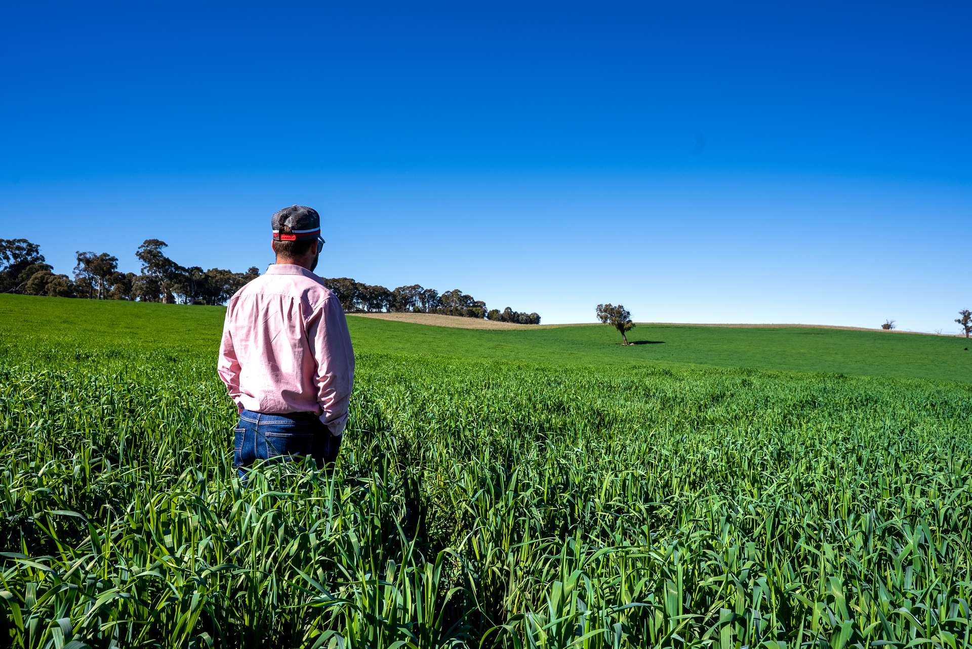 'Blairgowrie' 90 Sunset Hills Road, Neville Auction by Farmbuy.com - image 15