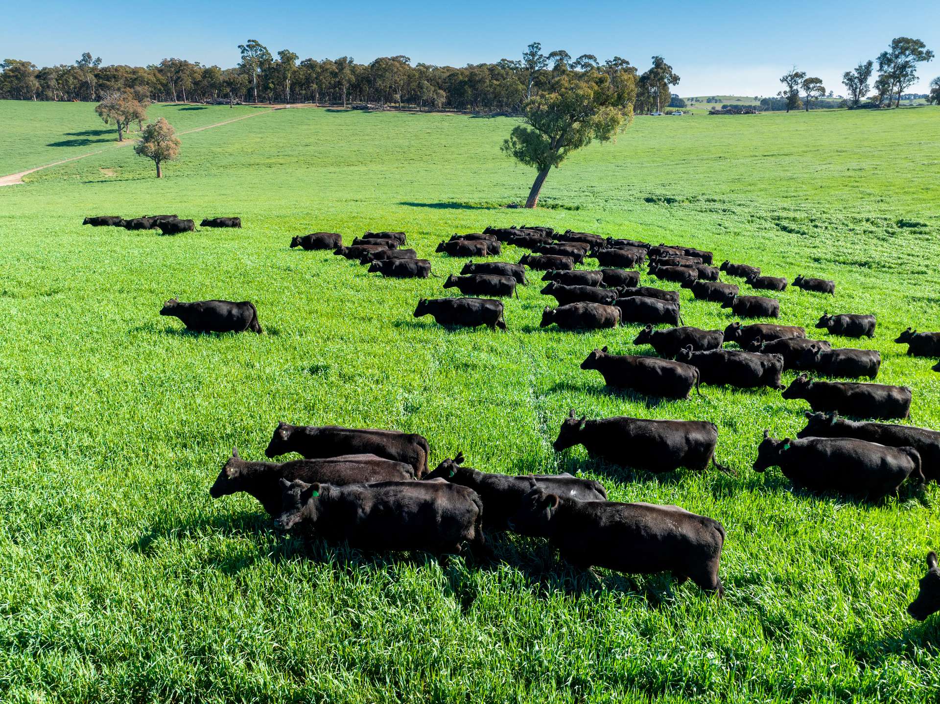'Blairgowrie' 90 Sunset Hills Road, Neville Auction by Farmbuy.com - image 23