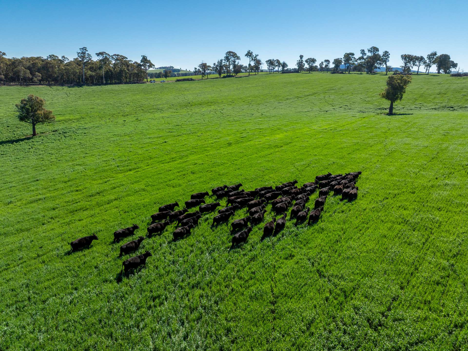 'Blairgowrie' 90 Sunset Hills Road, Neville Auction by Farmbuy.com - image 27
