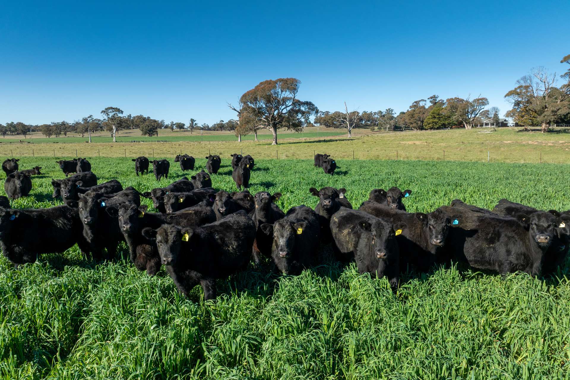 'Blairgowrie' 90 Sunset Hills Road, Neville Auction by Farmbuy.com - image 13