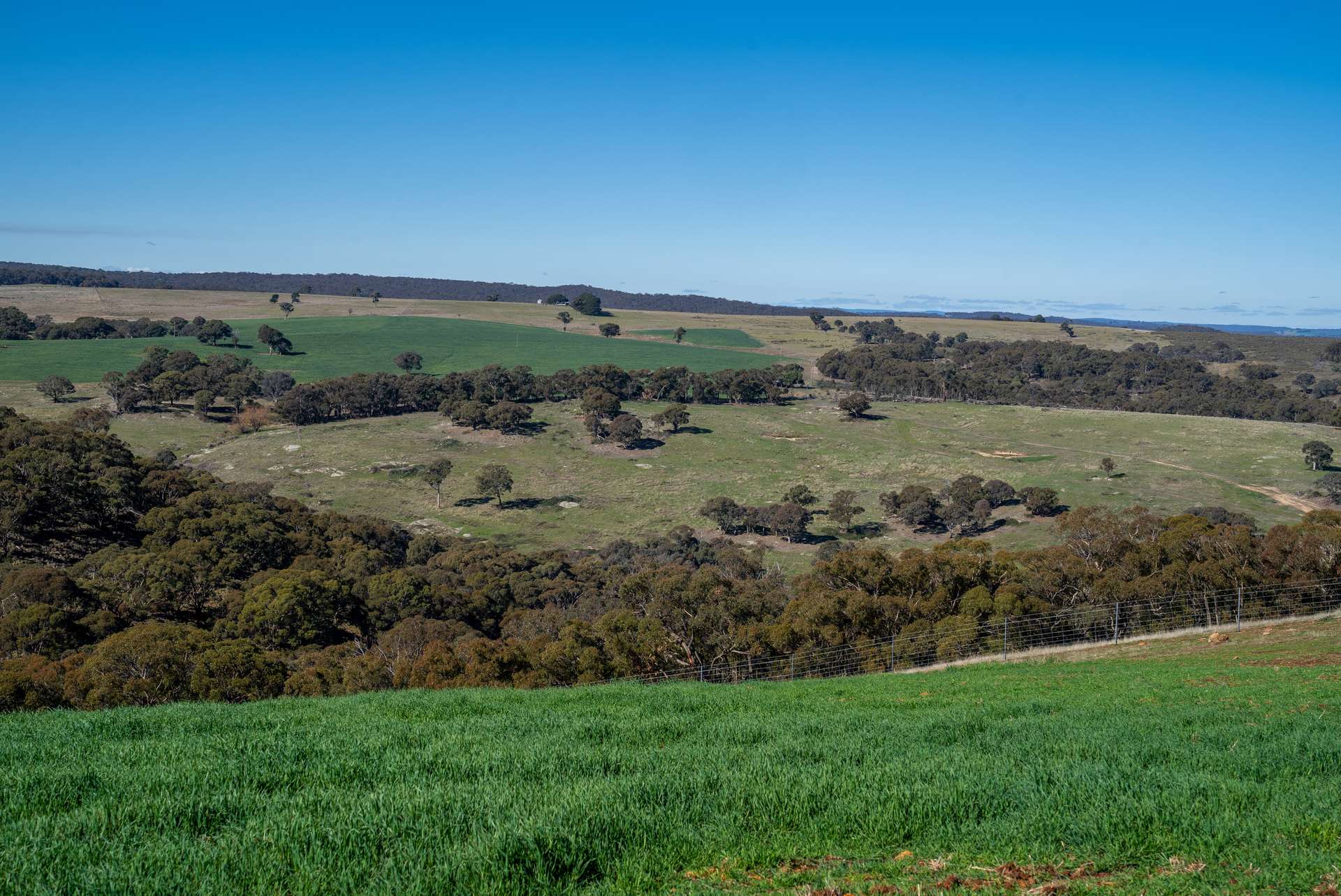 'Blairgowrie' 90 Sunset Hills Road, Neville Auction by Farmbuy.com - image 25