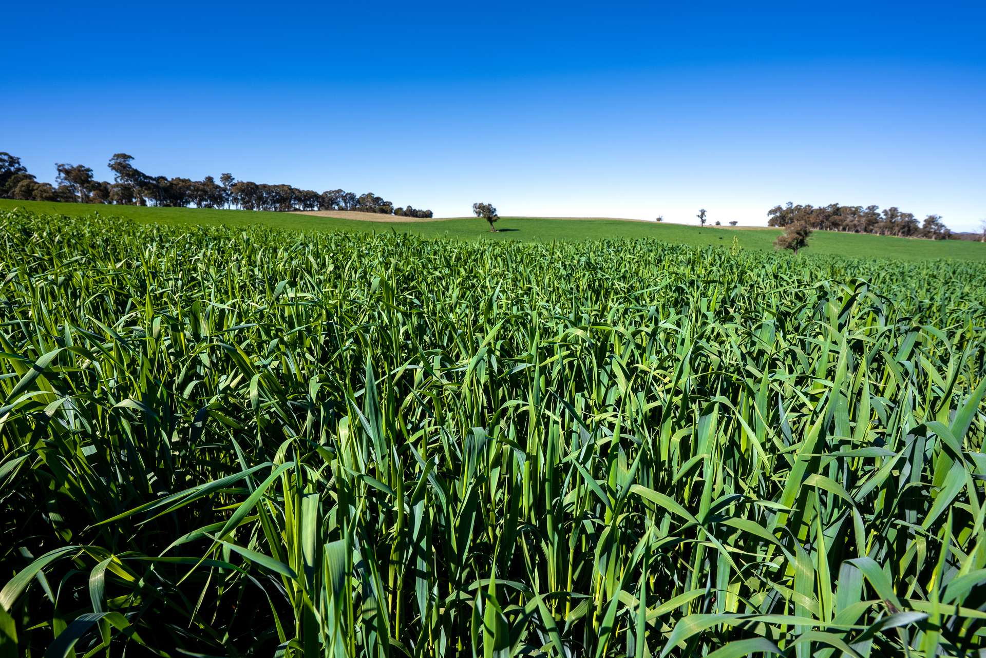 'Blairgowrie' 90 Sunset Hills Road, Neville Auction by Farmbuy.com - image 2