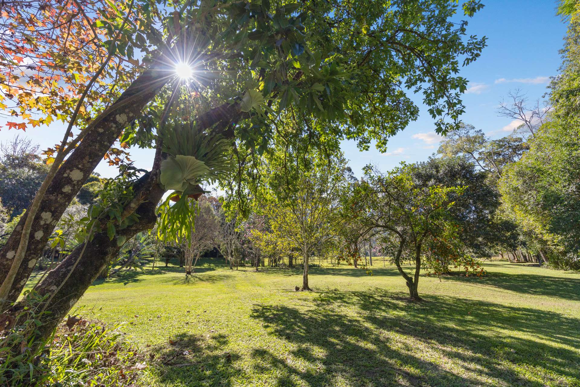 1627 Darkwood Road, Bellingen For Sale by Farmbuy.com - image 18