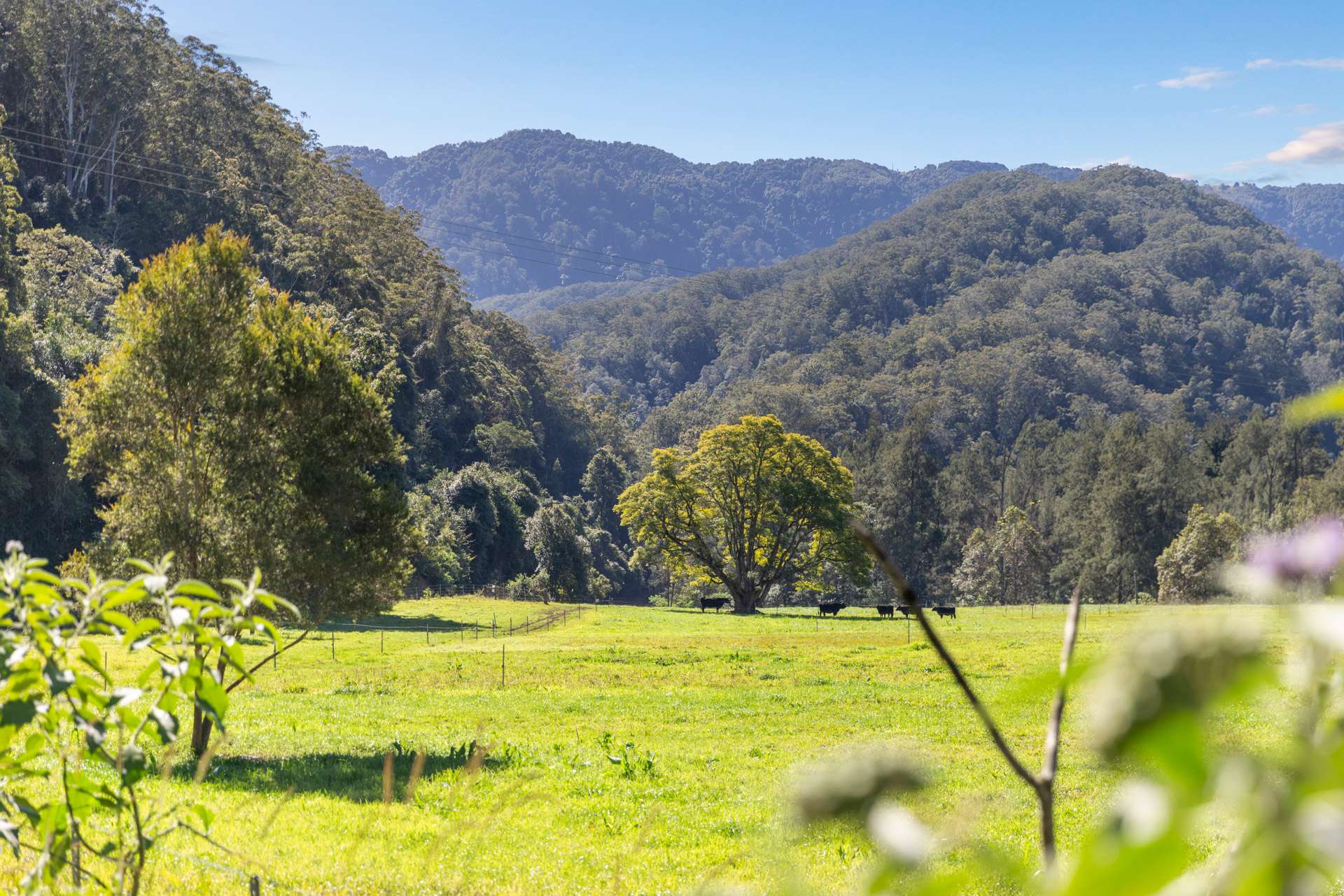 1627 Darkwood Road, Bellingen For Sale by Farmbuy.com - image 5