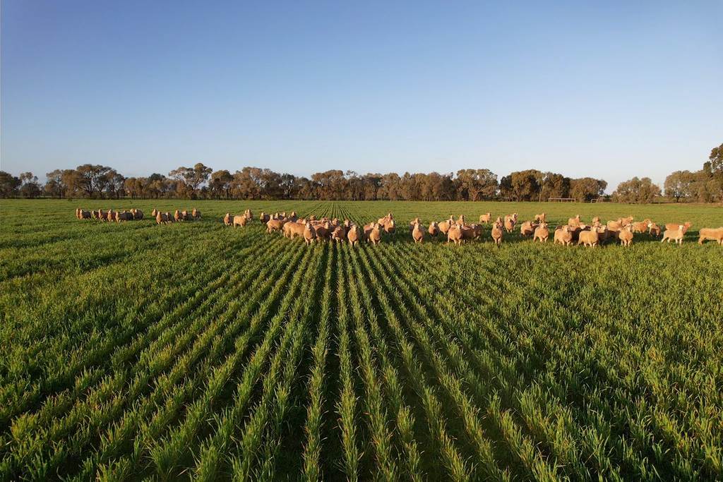 342 Matong North Road, Matong NSW 2652