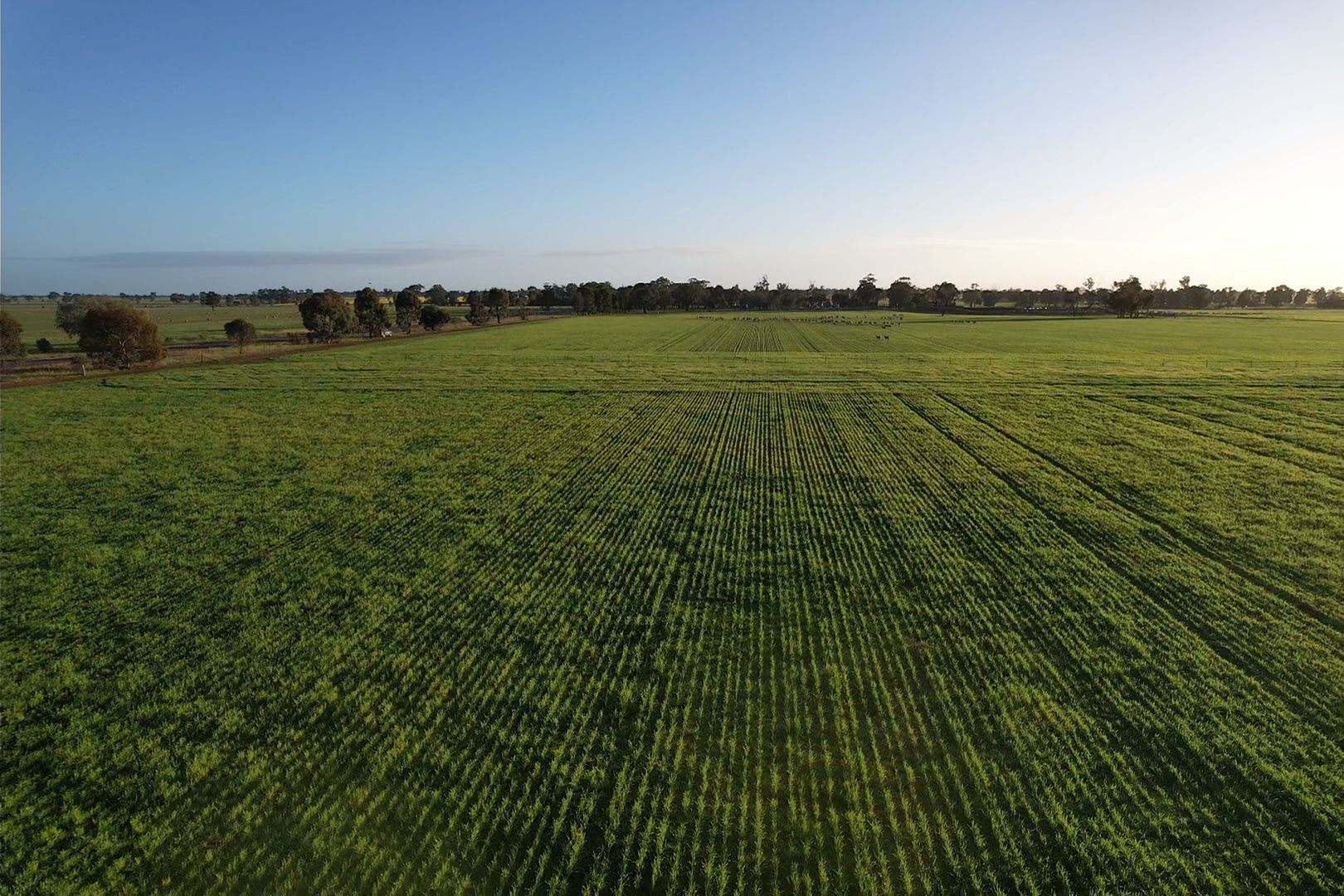 342 Matong North Road, Matong For Sale by Farmbuy.com - image 11