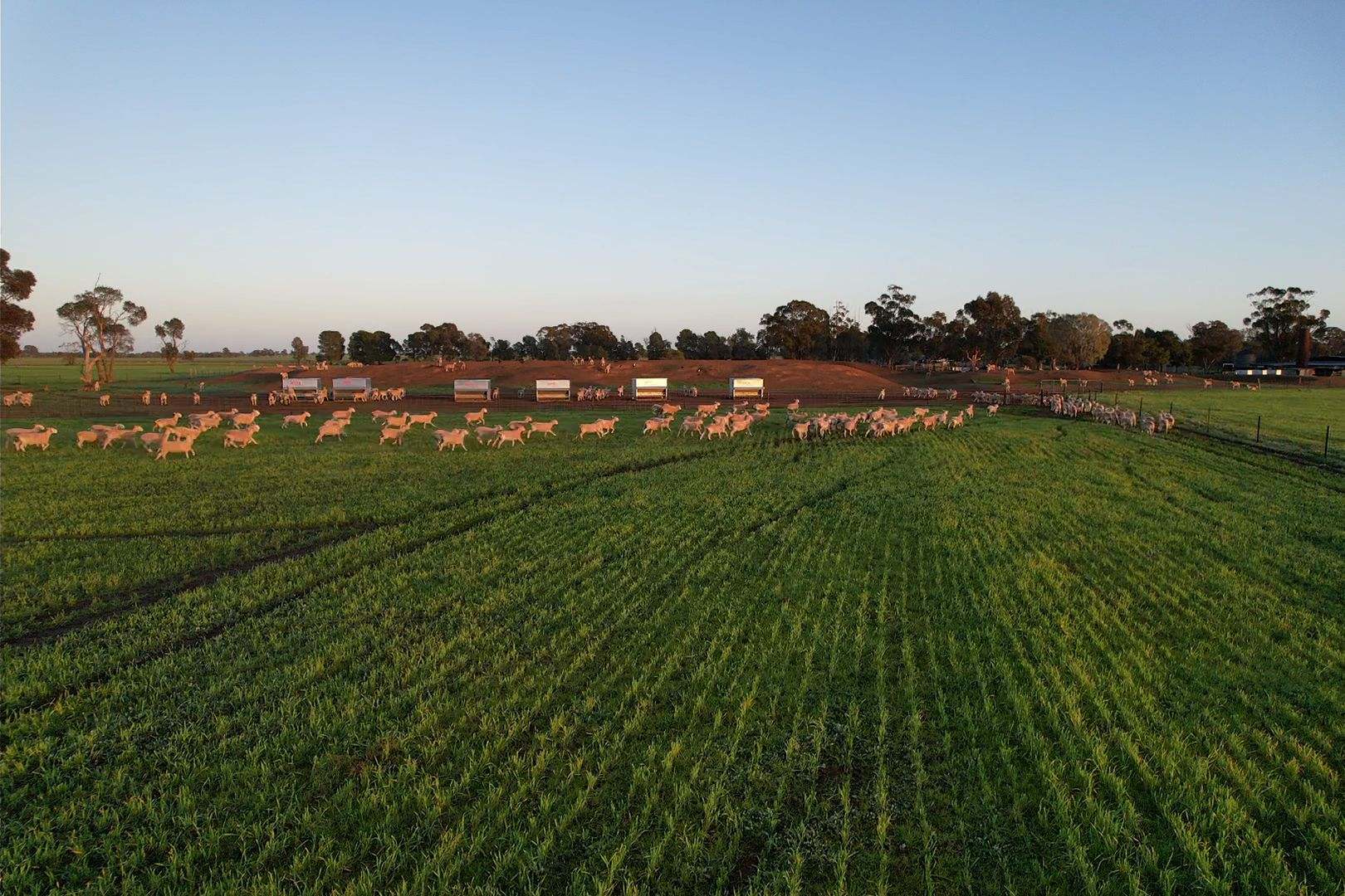 342 Matong North Road, Matong For Sale by Farmbuy.com - image 6