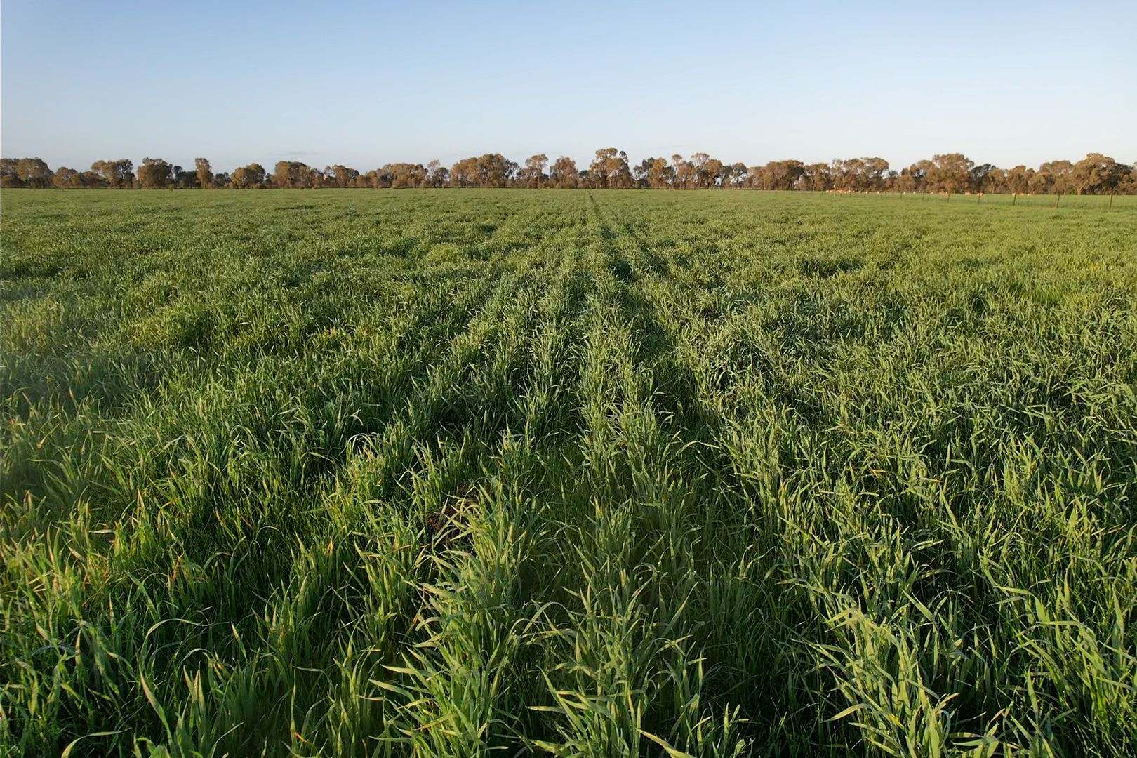 342 Matong North Road, Matong For Sale by Farmbuy.com - image 2