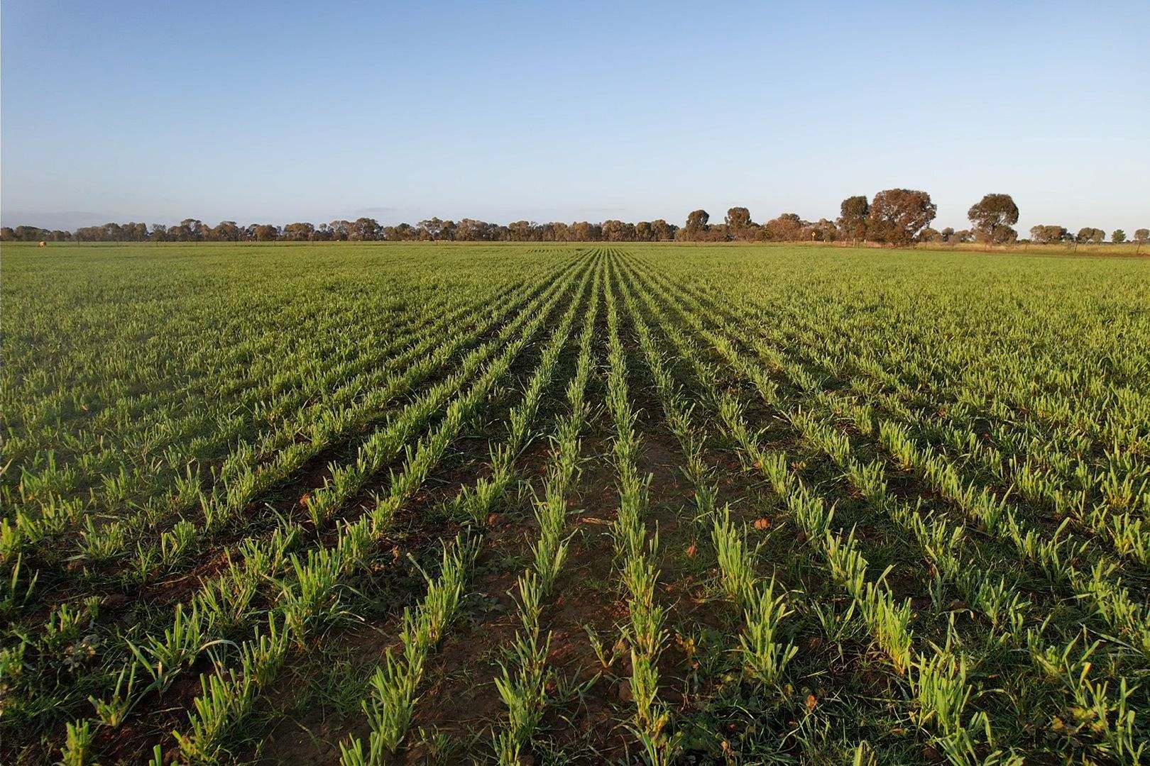 342 Matong North Road, Matong For Sale by Farmbuy.com - image 3