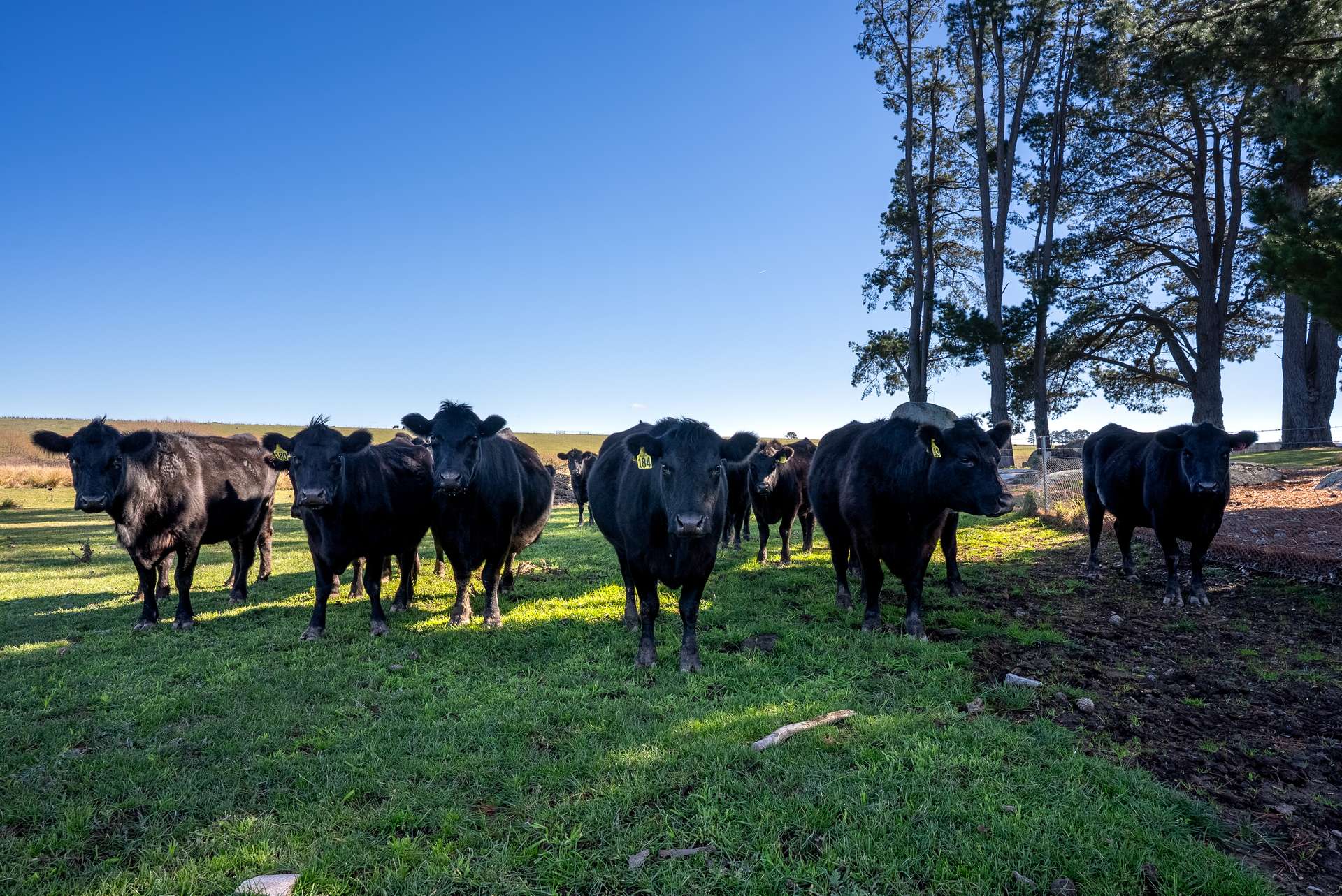 512 Neville Road, Blayney Auction by Farmbuy.com - image 17